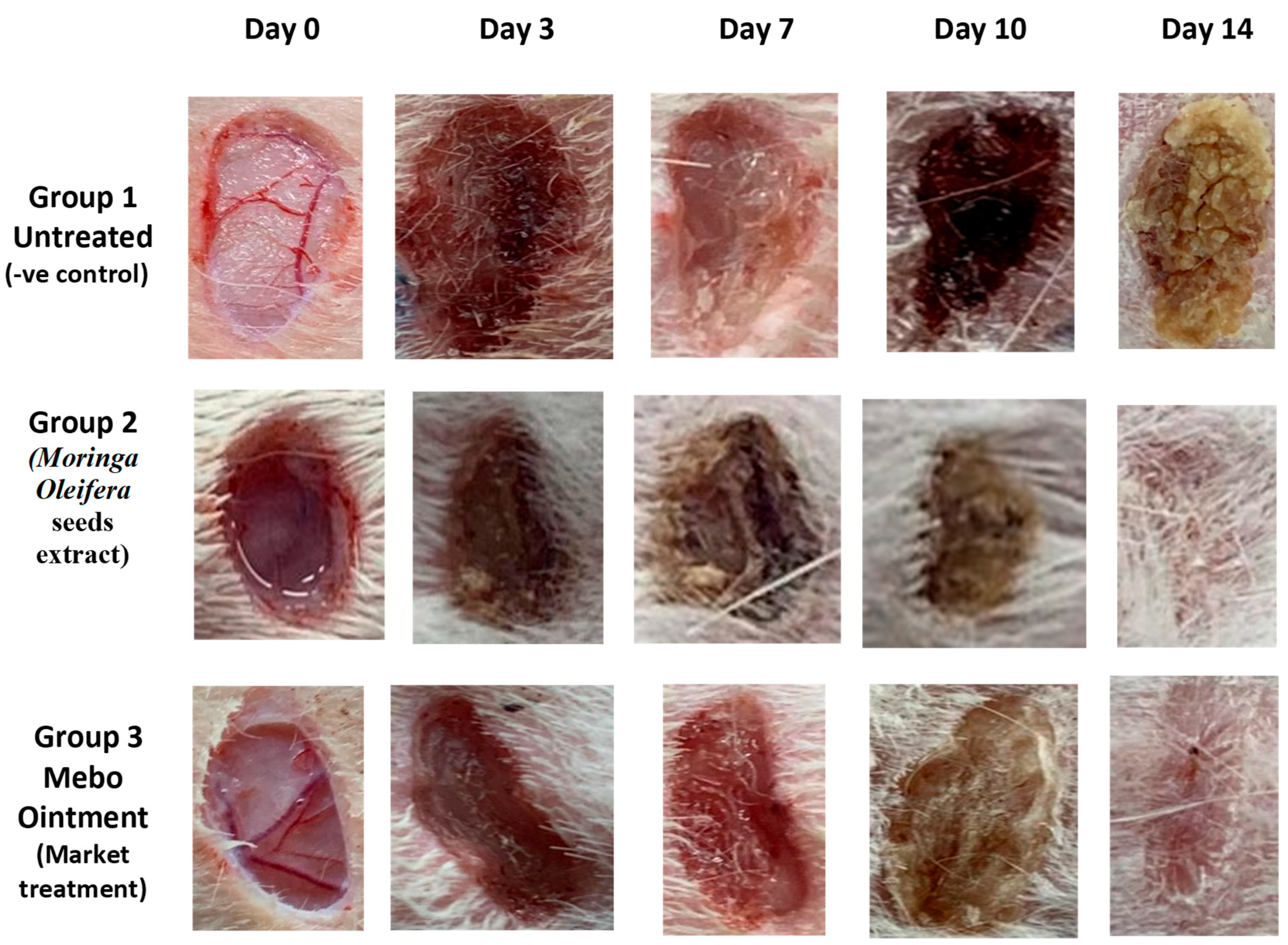 Antioxidants 11 01743 g001