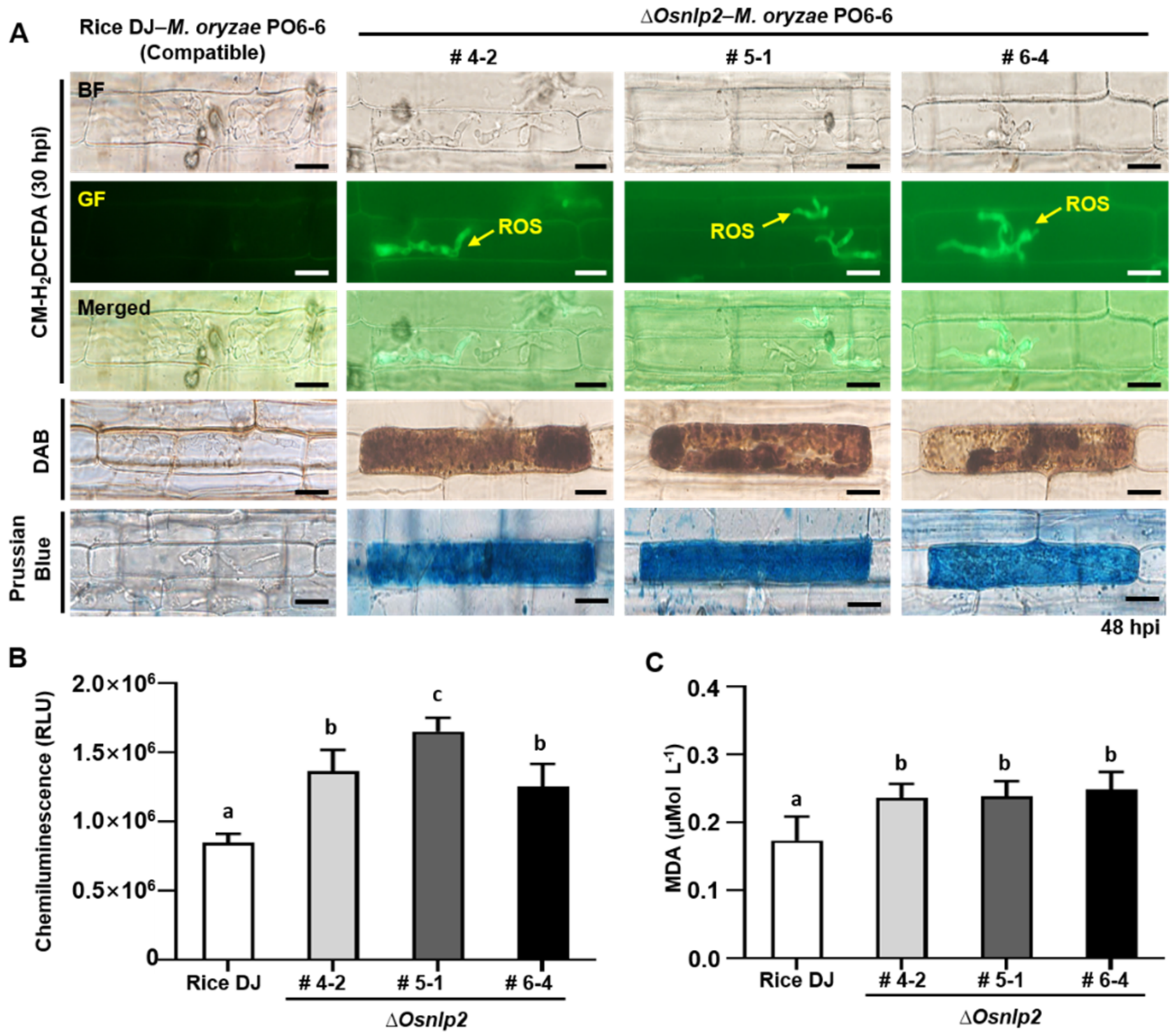 Antioxidants 11 01795 g003