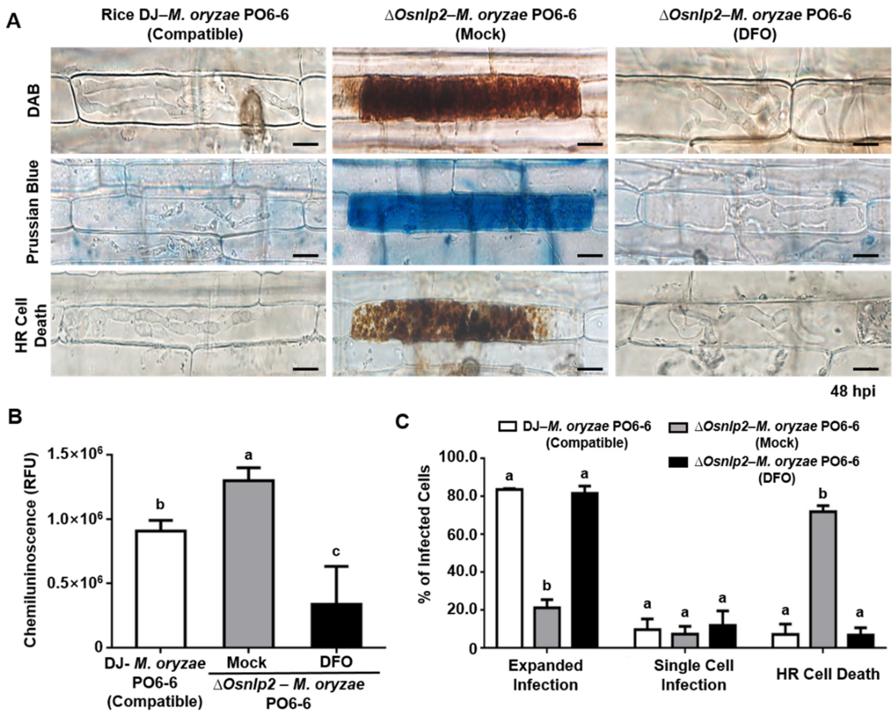 Antioxidants 11 01795 g004