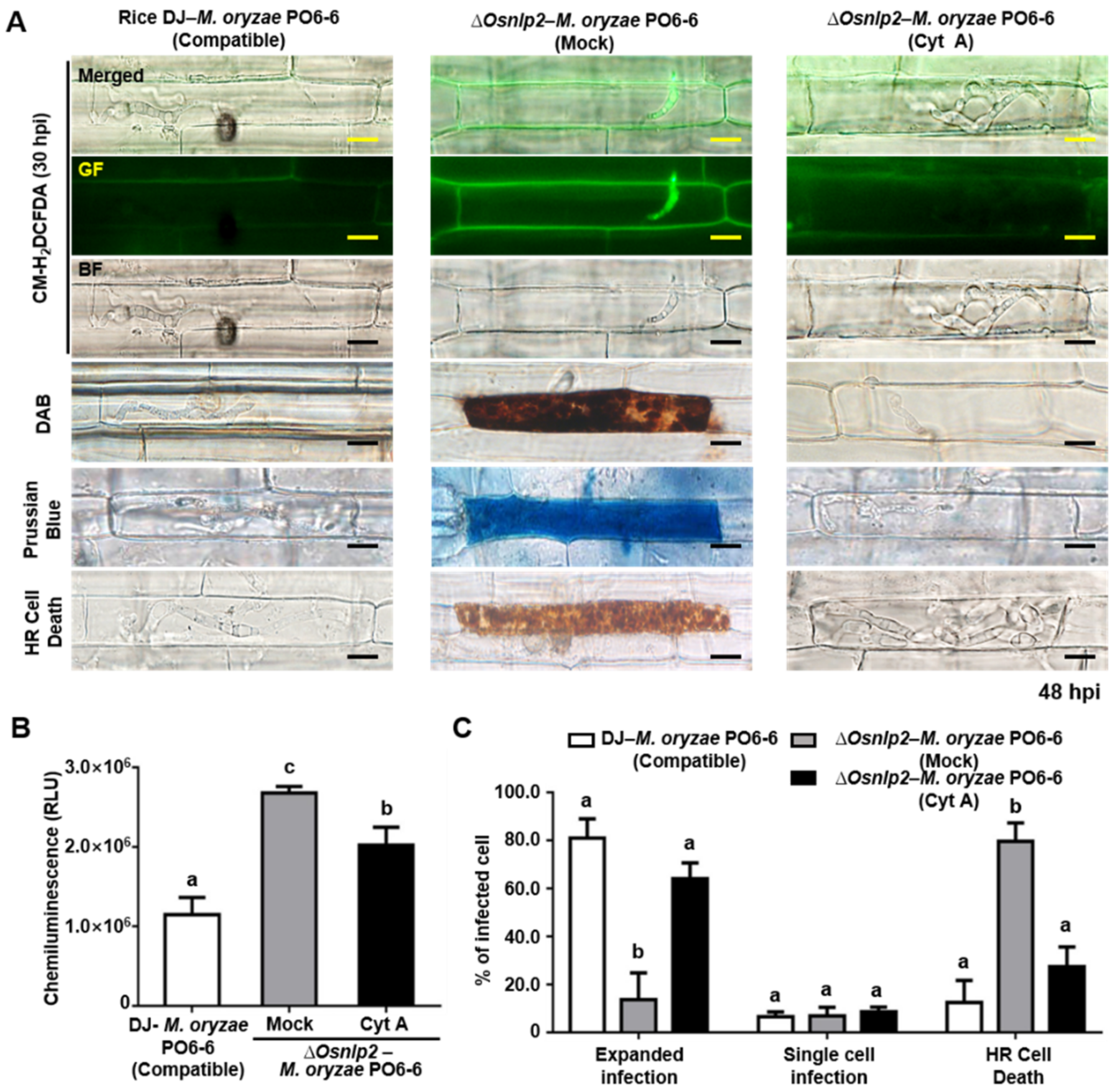 Antioxidants 11 01795 g006