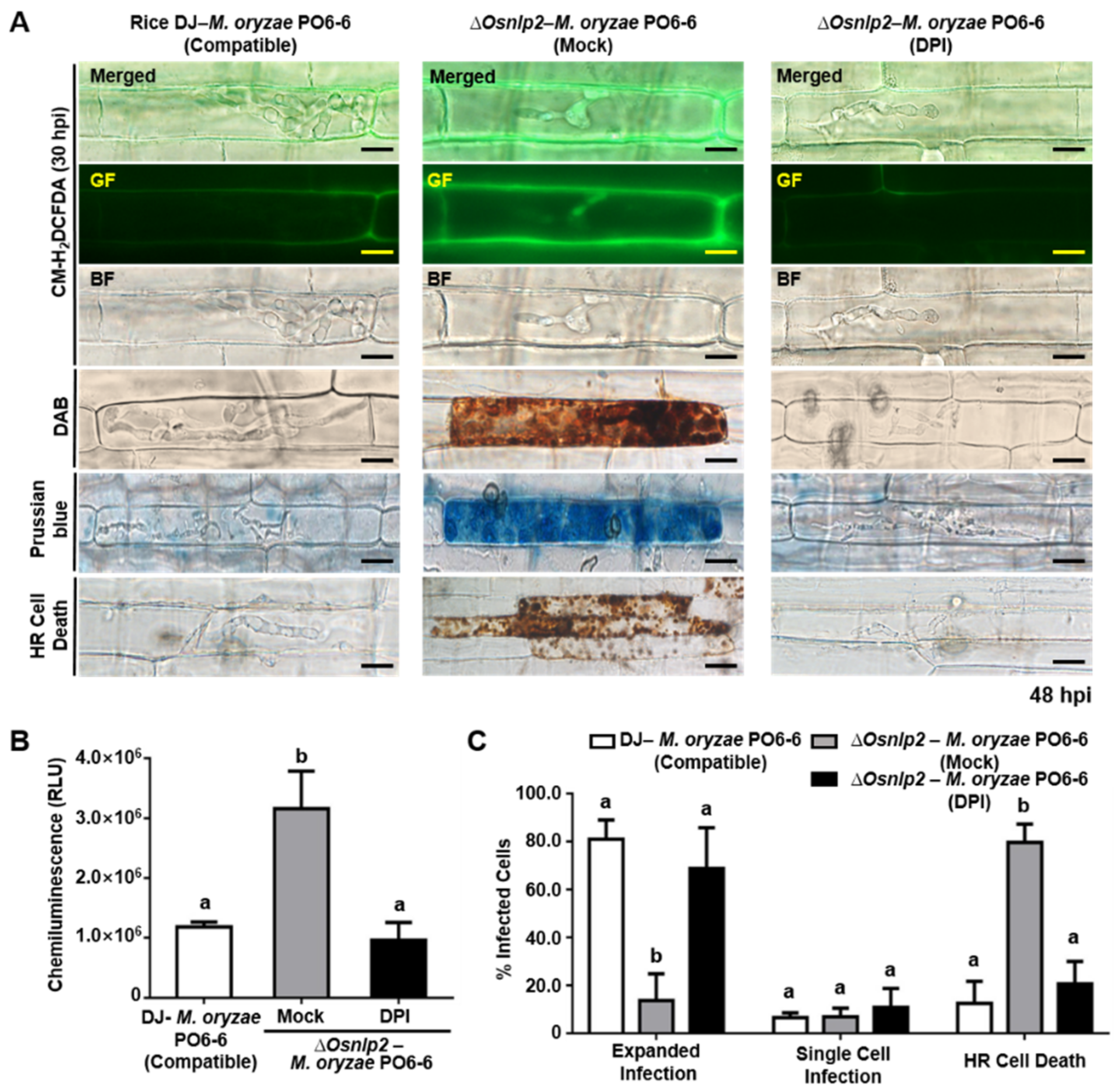 Antioxidants 11 01795 g007