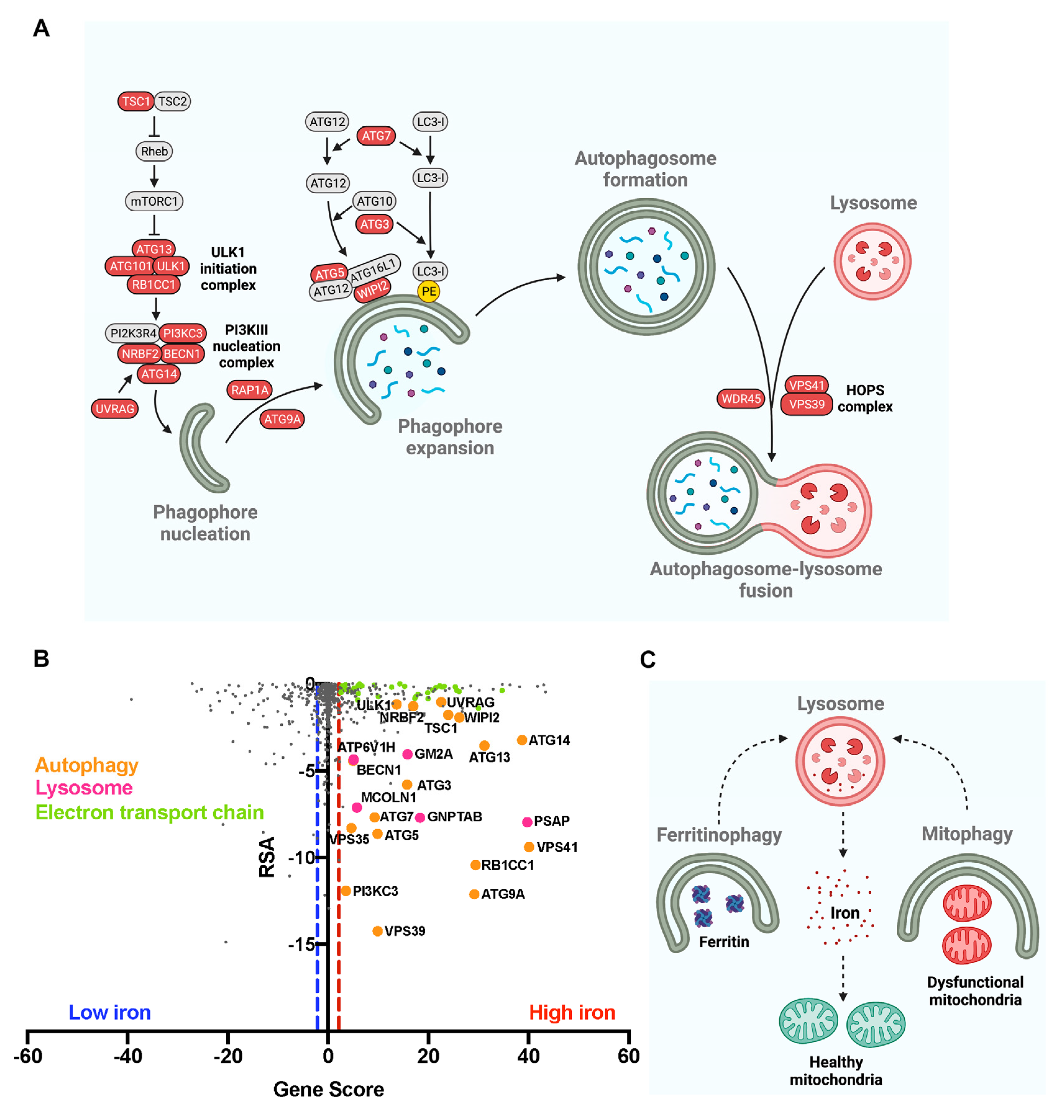 Antioxidants 11 01807 g002