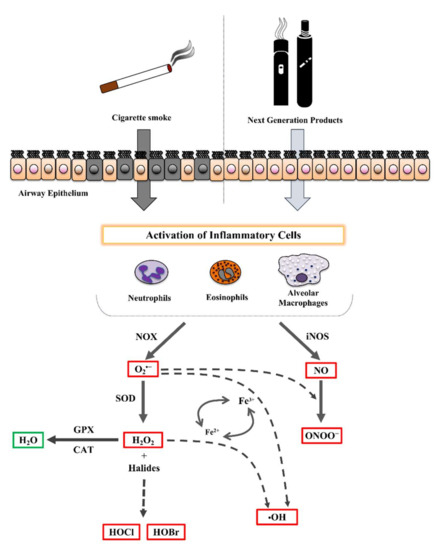 Active Tobacco Smoking Impairs Cardiac Systolic Function