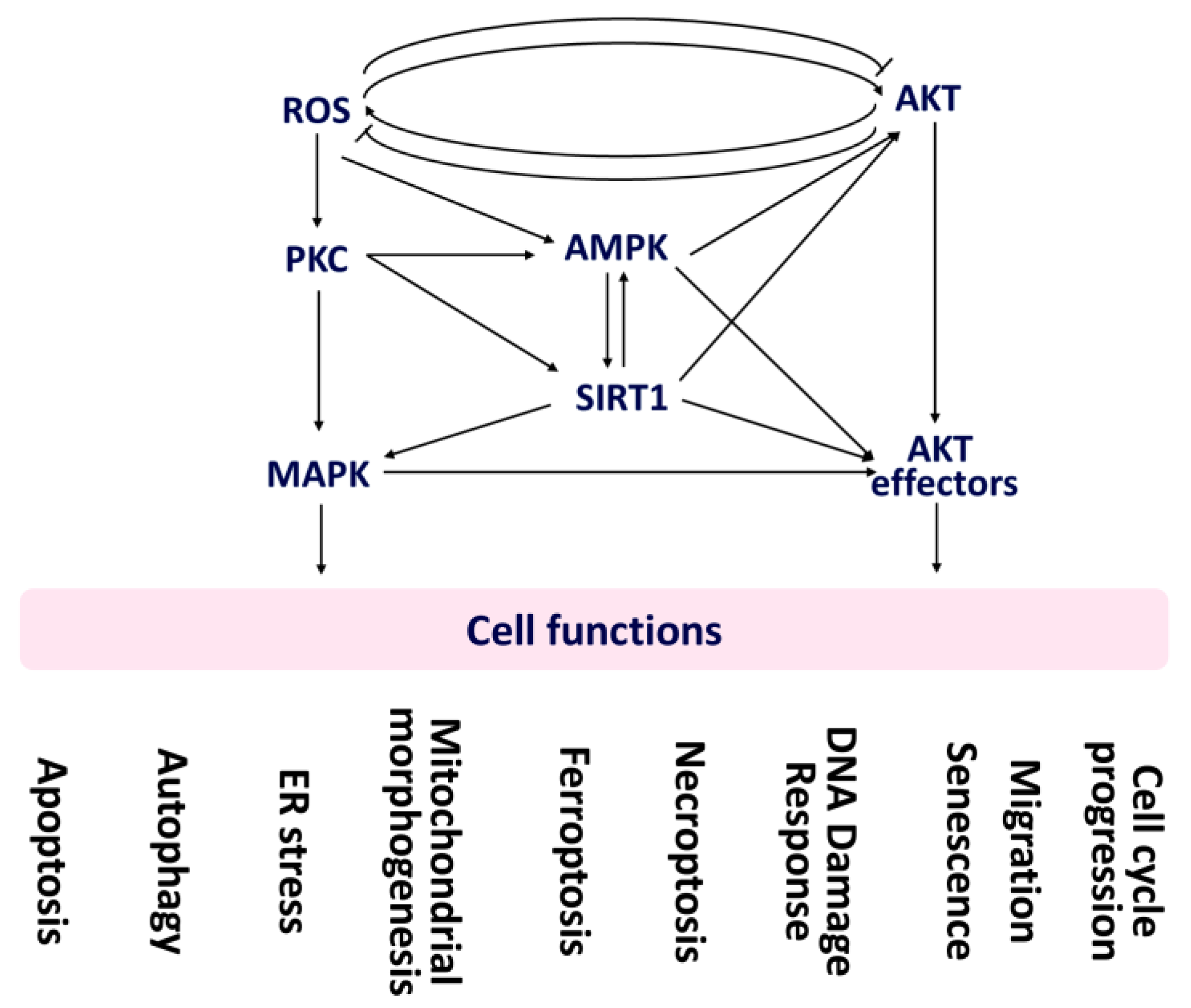 Antioxidants | Free Full-Text | The Impact of Oxidative Stress and AKT  Pathway on Cancer Cell Functions and Its Application to Natural Products