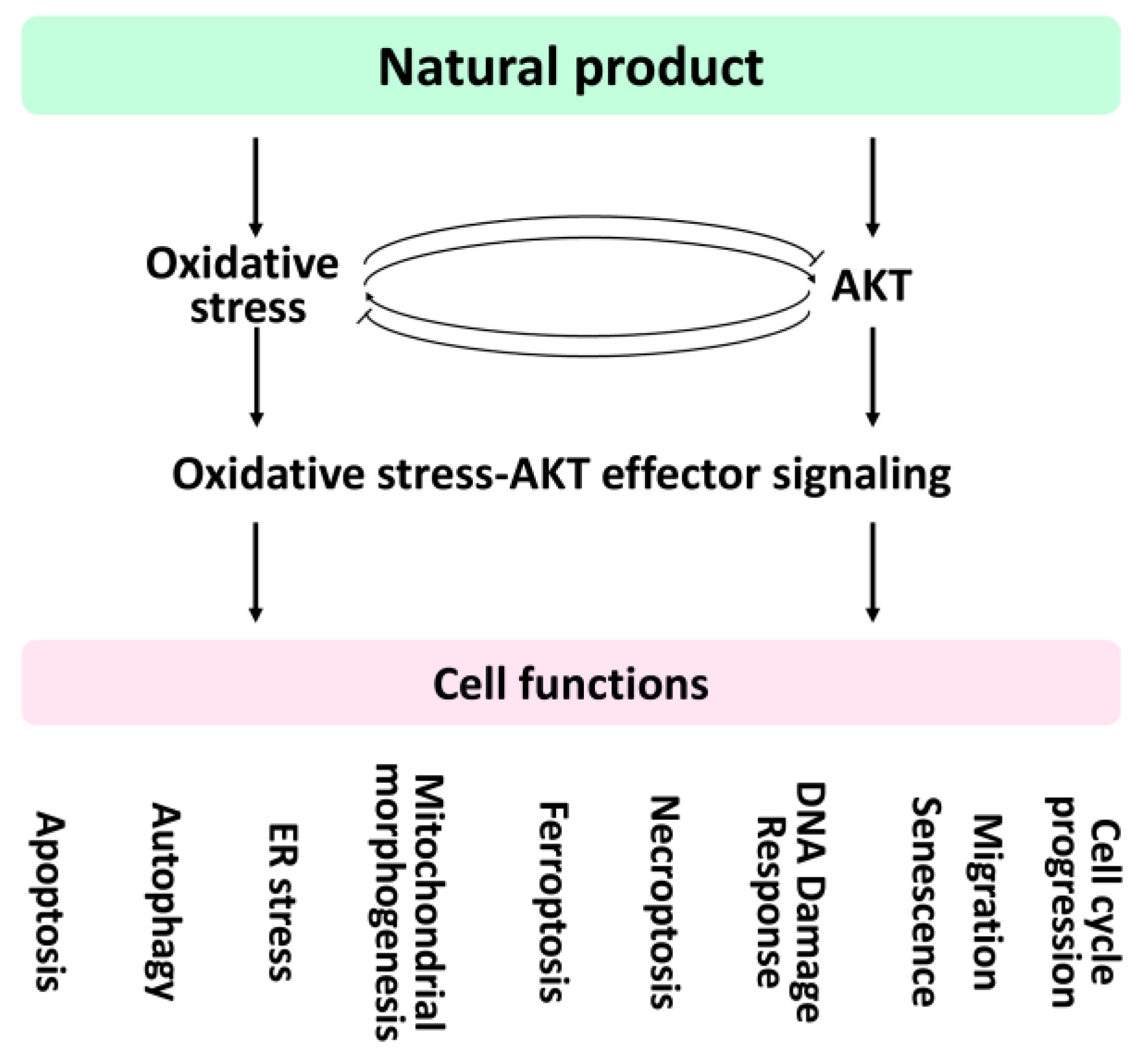 Antioxidants | Free Full-Text | The Impact of Oxidative Stress and 