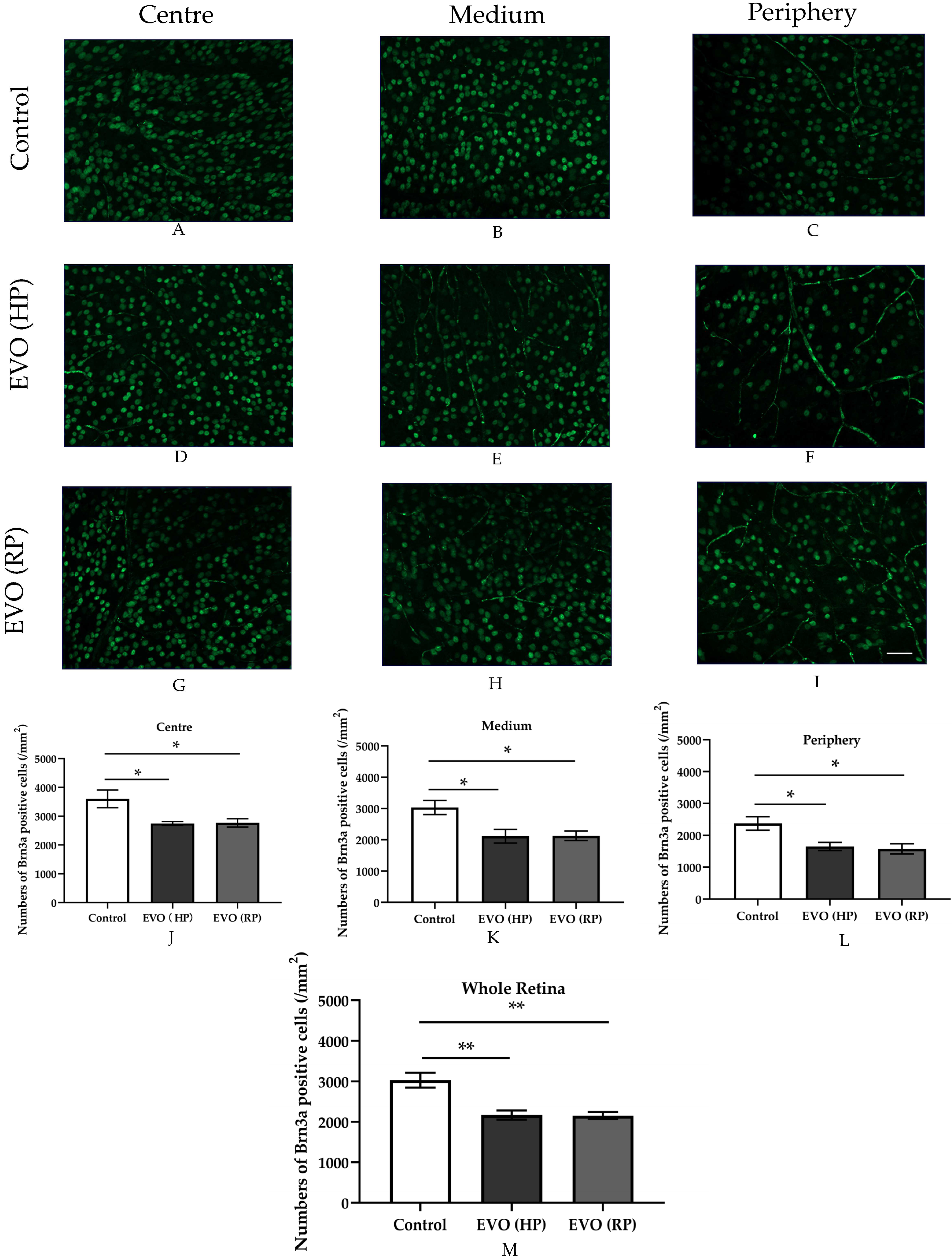 Antioxidants 11 01864 g007 Antioxidants 11 01864 g007