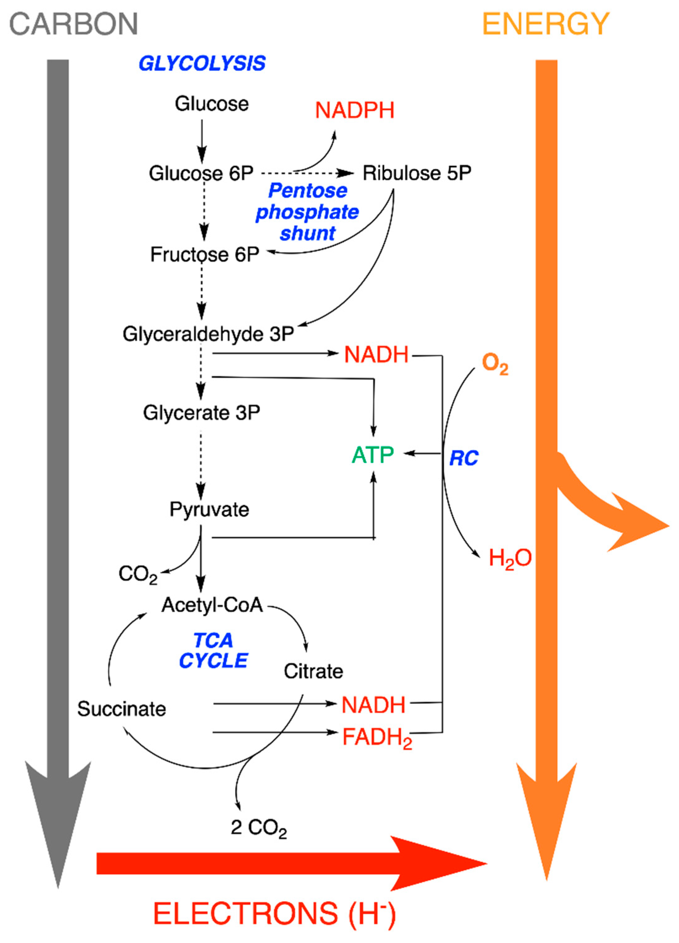 Antioxidants | Free Full-Text | Reduced Nucleotides, Thiols and O2 in ...