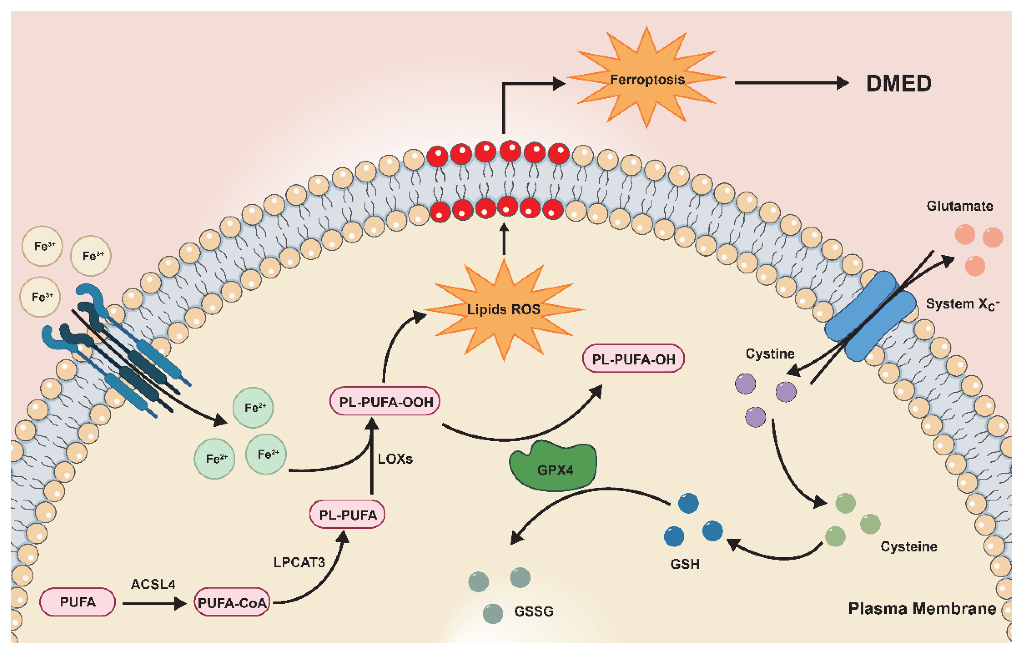 Antioxidants 11 01896 g007