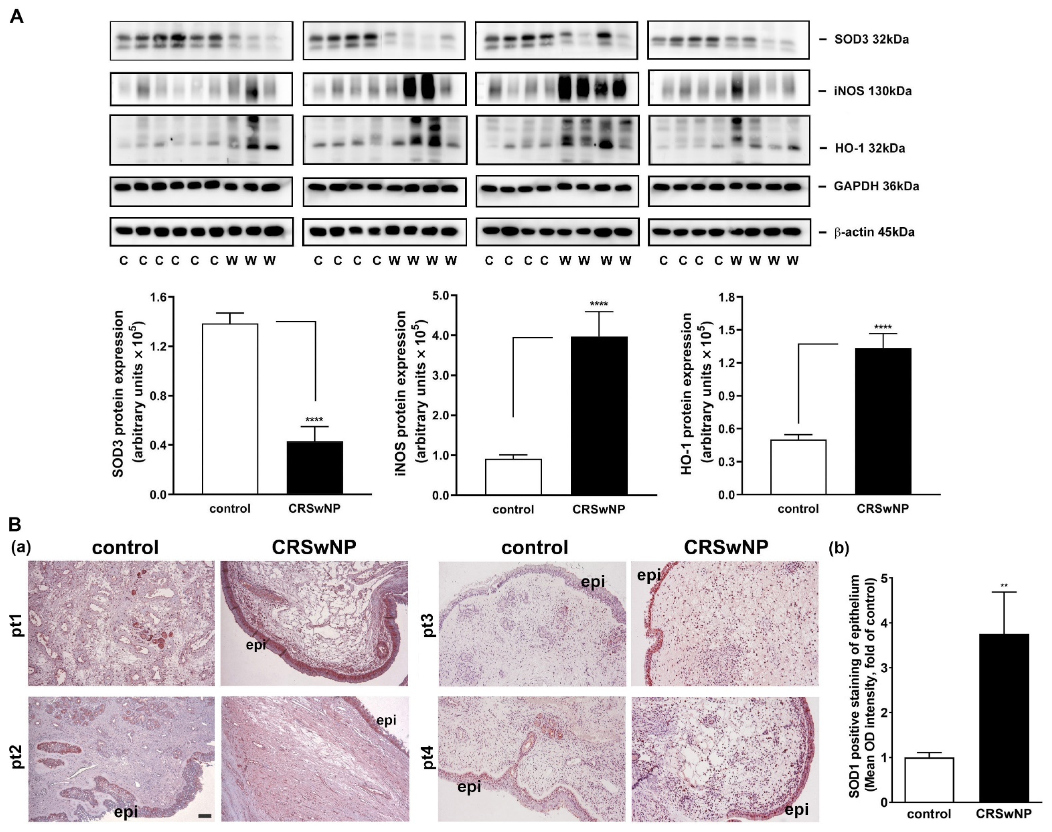 Antioxidants 11 01899 g005