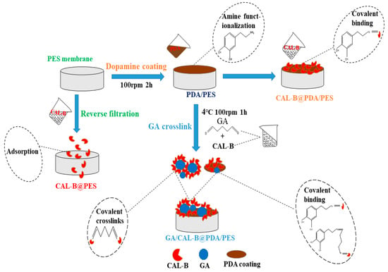 Antioxidants | Free Full-Text | Bioinspired Lipase Immobilized Membrane ...