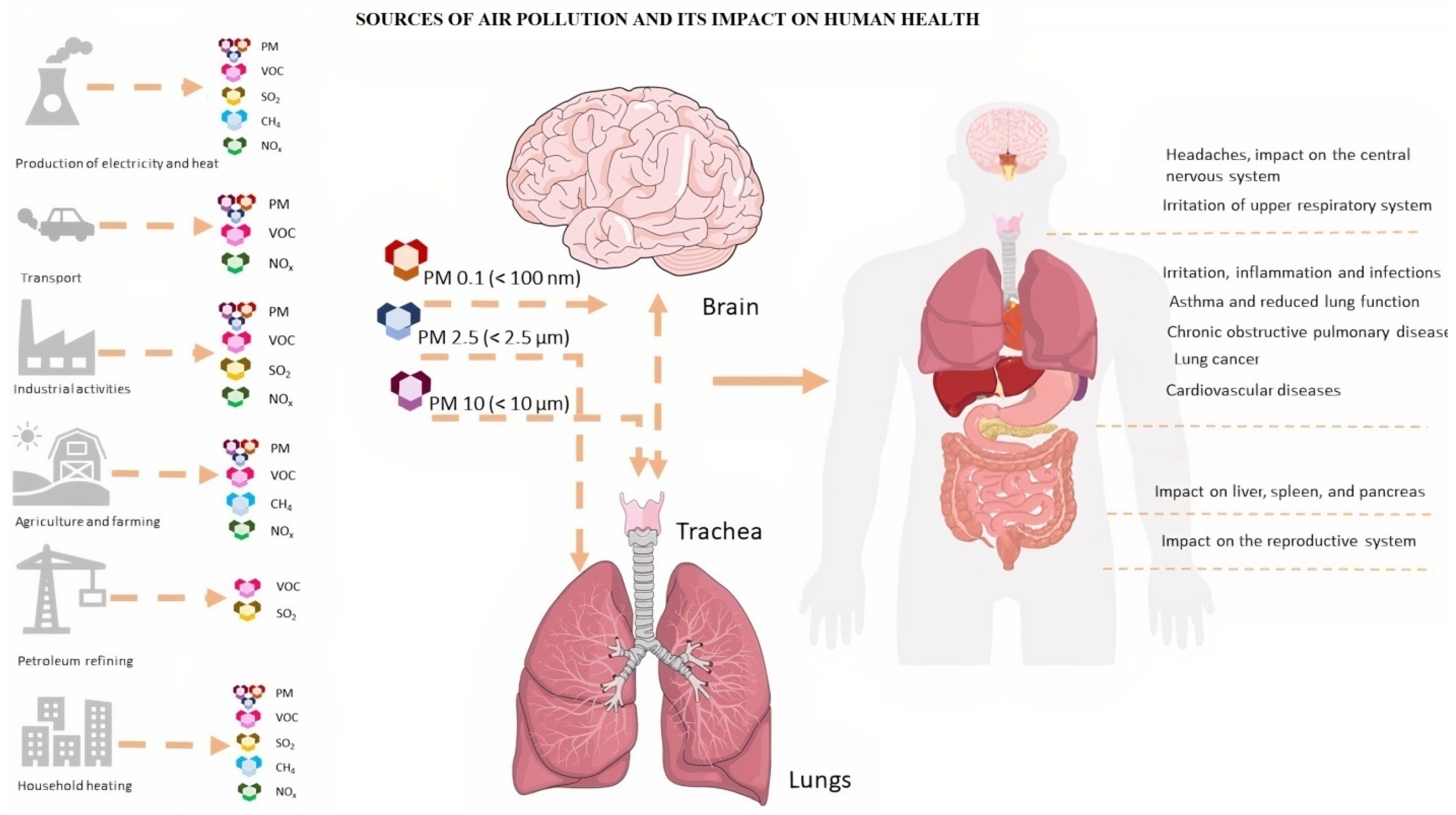 Antioxidants 11 01908 g001 Antioxidants 11 01908 g001