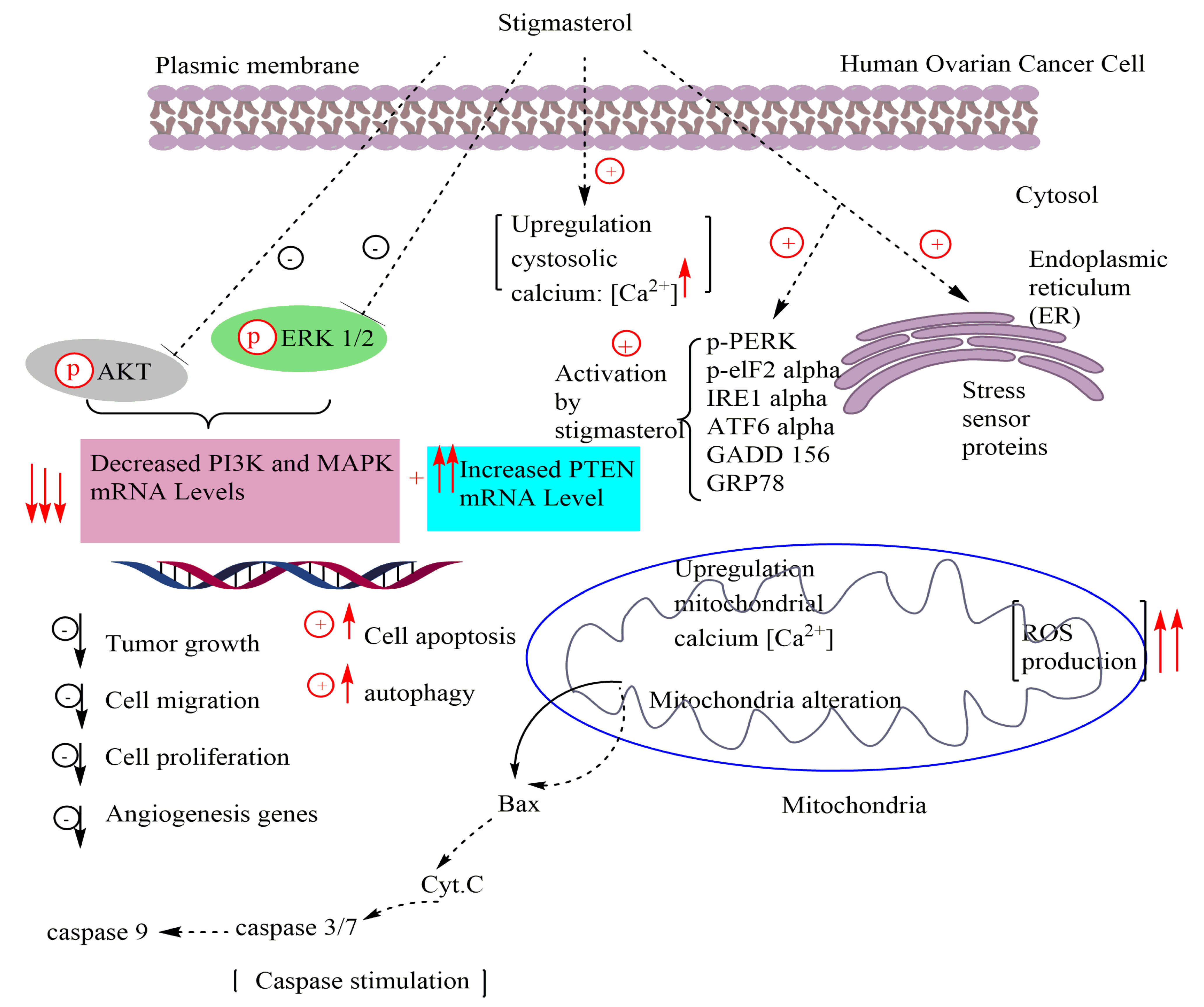 Antioxidants 11 01912 g002 Antioxidants 11 01912 g002