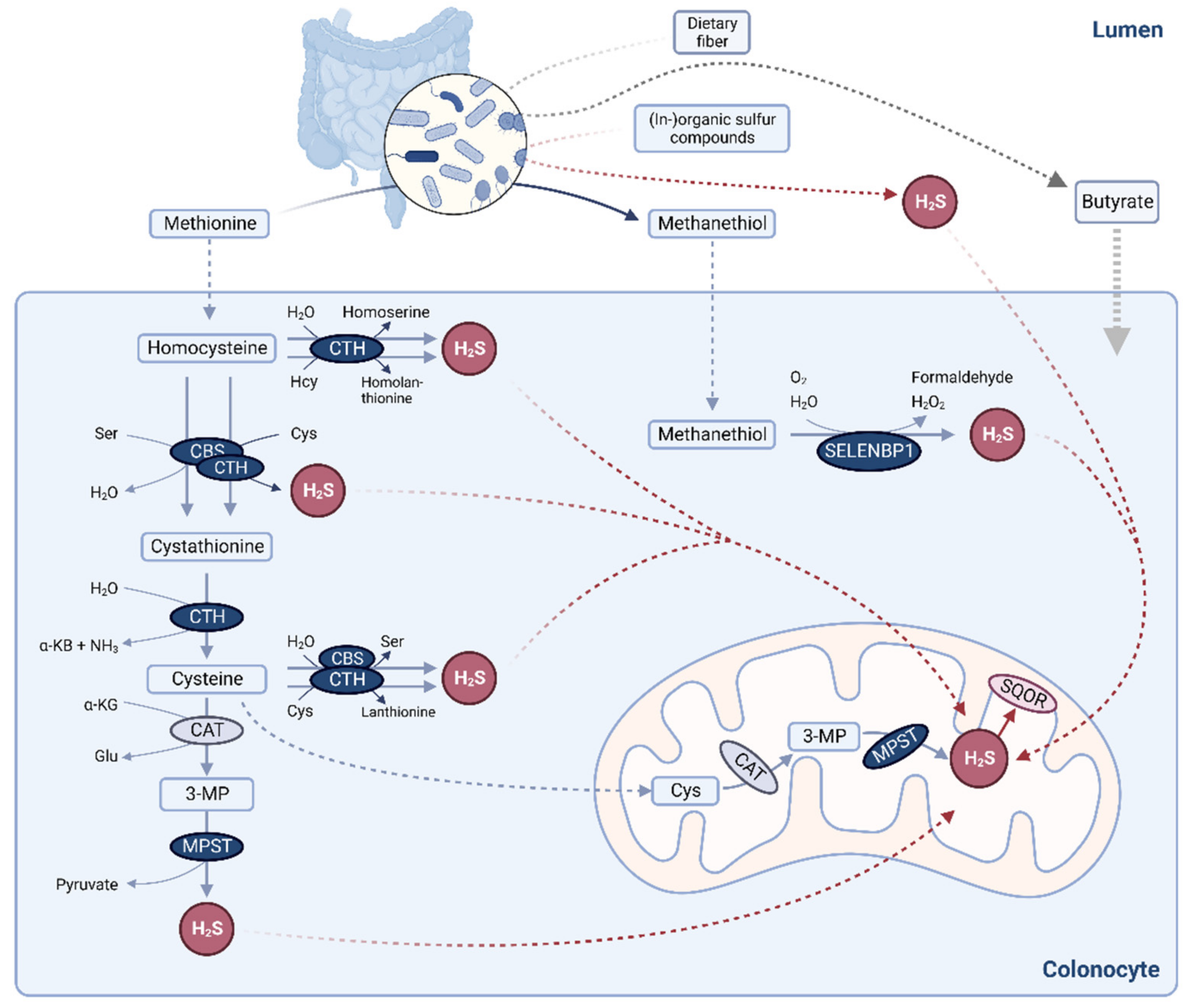 Antioxidants 11 01957 g001 Antioxidants 11 01957 g001