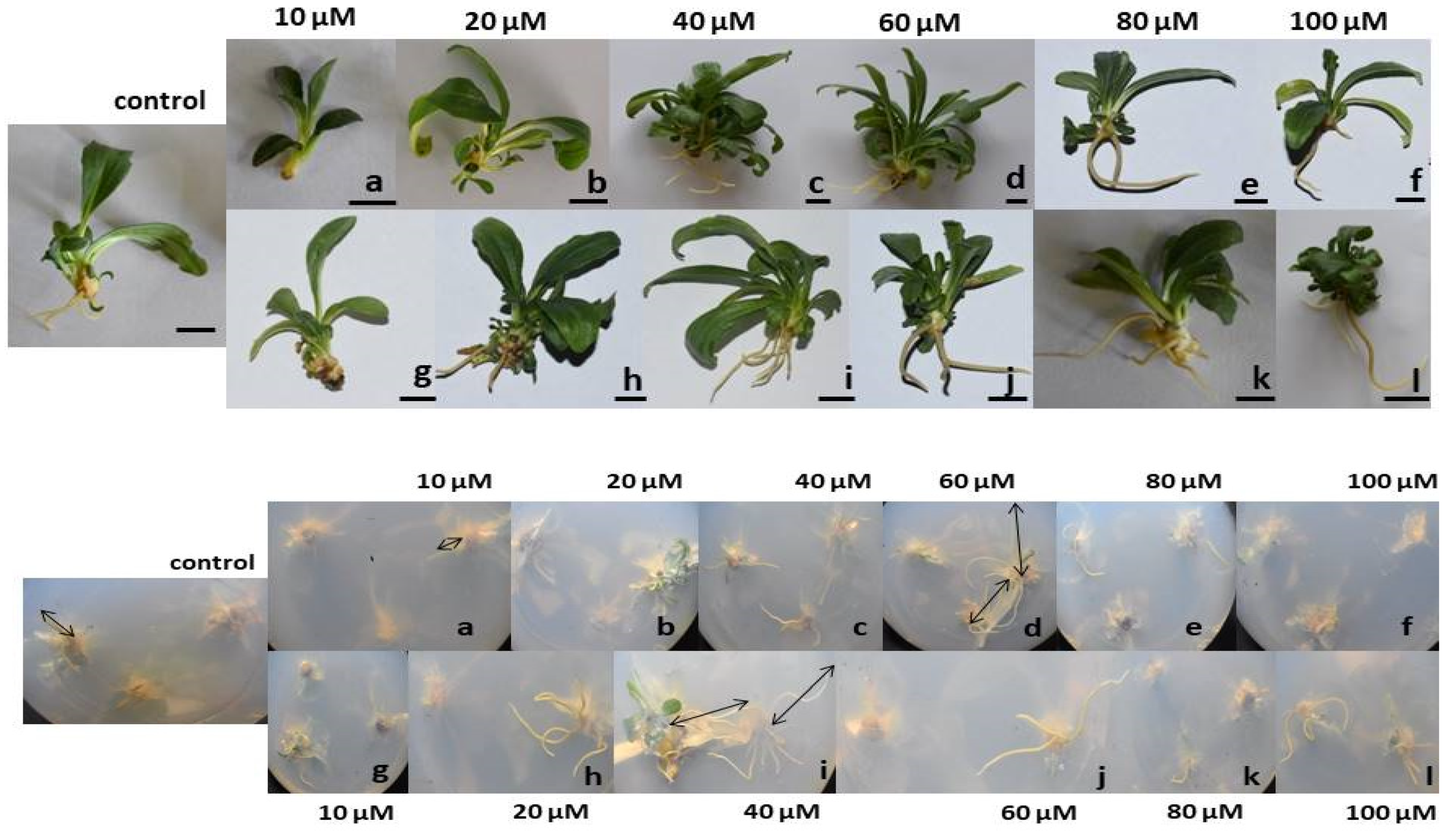 Antioxidants 11 01962 g002