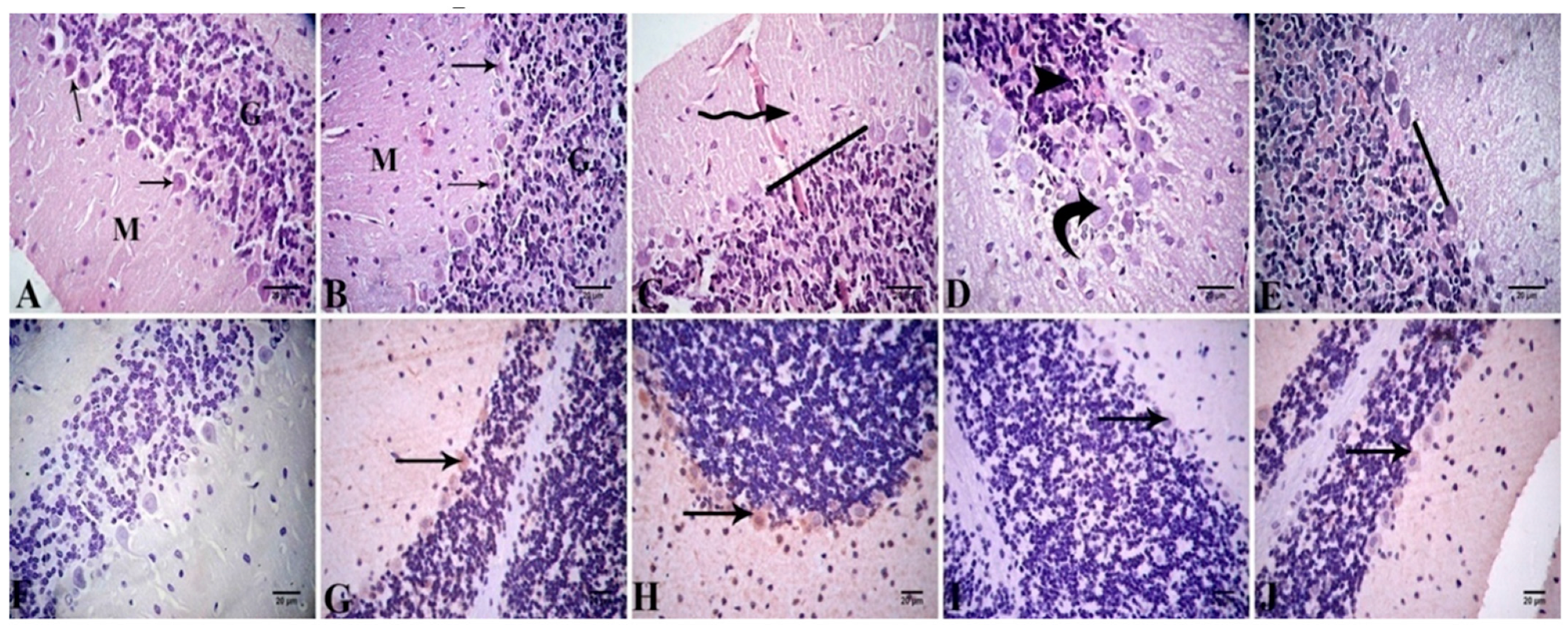 Antioxidants 11 01992 g007