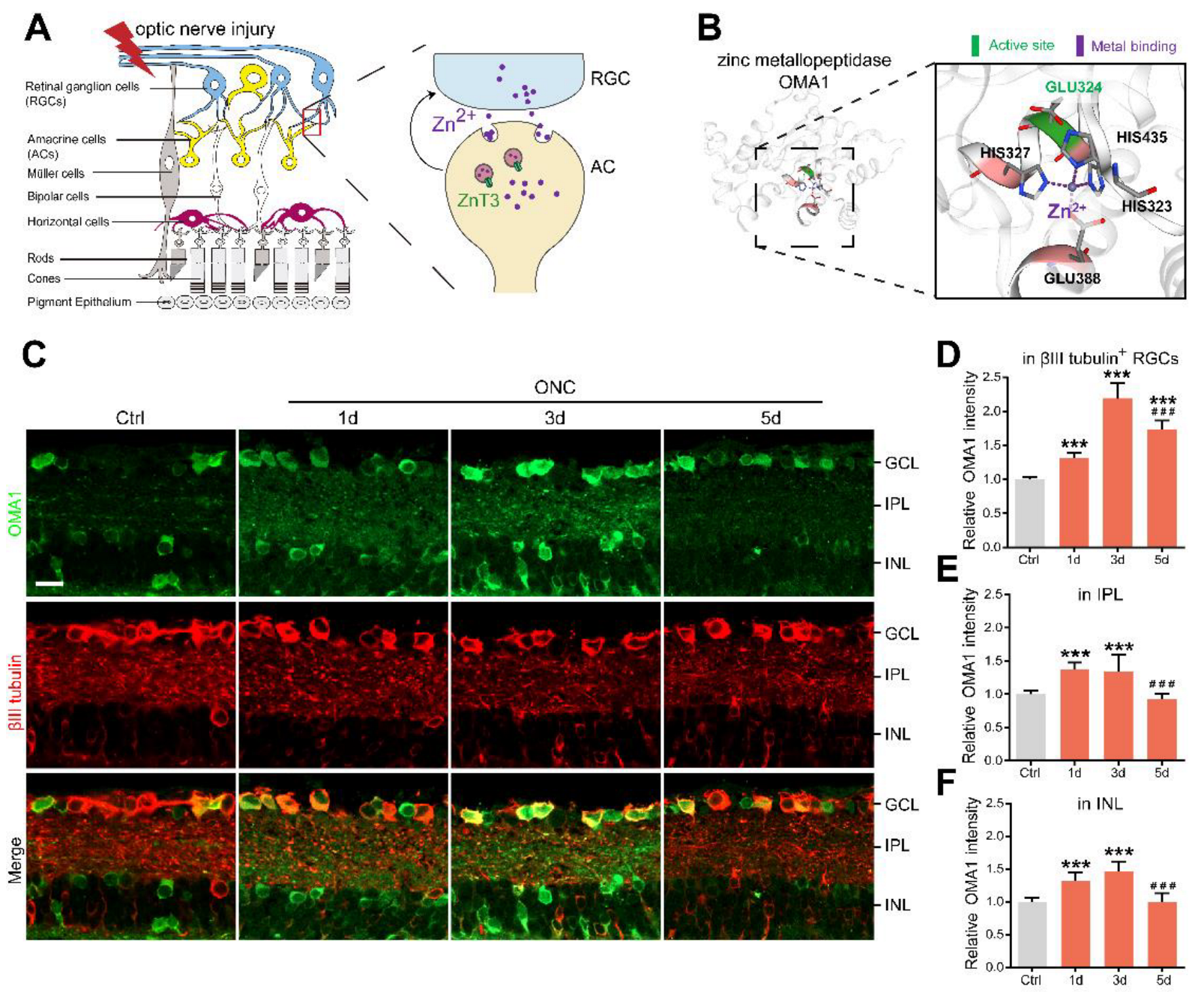 Antioxidants 11 02001 g001 Antioxidants 11 02001 g001