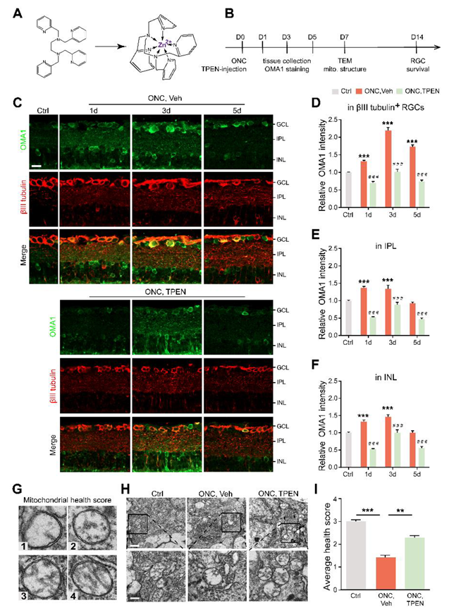 Antioxidants 11 02001 g004 Antioxidants 11 02001 g004