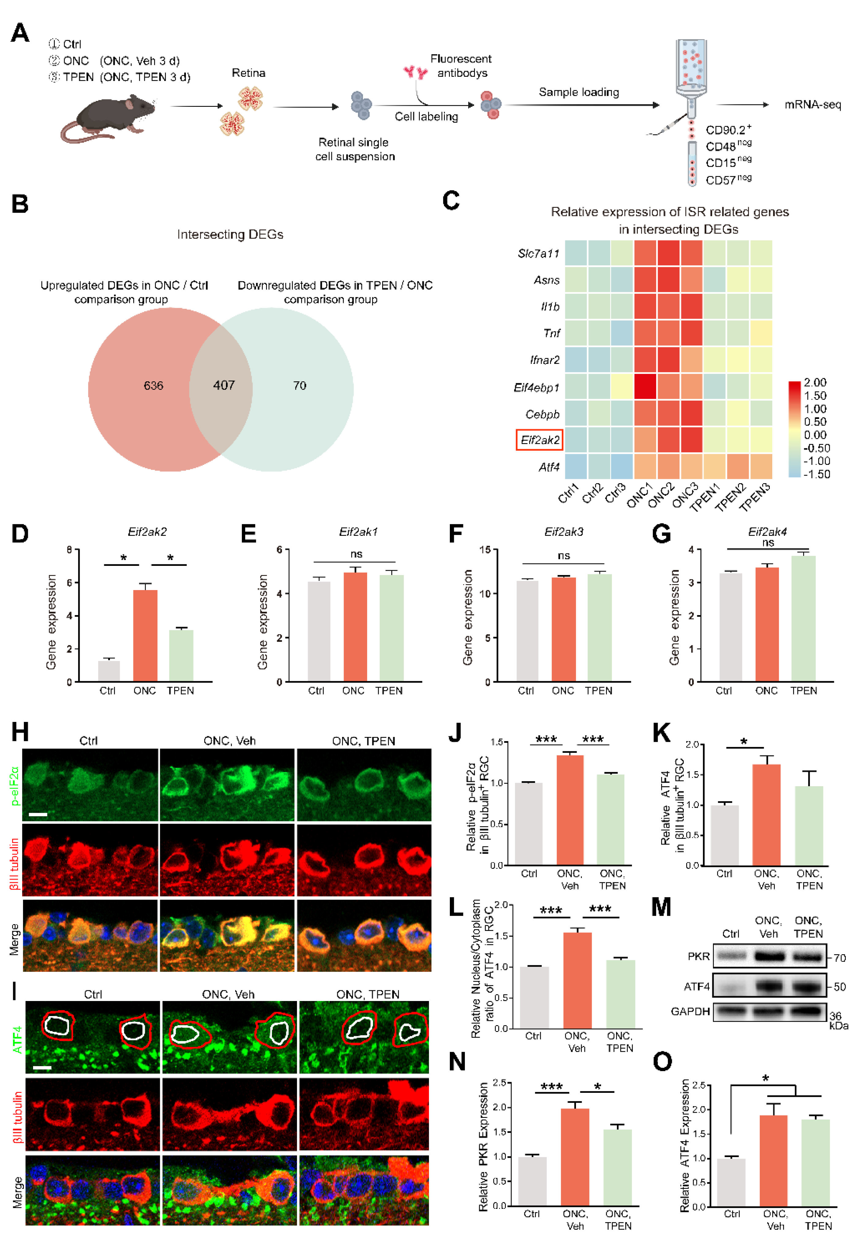 Antioxidants 11 02001 g007 Antioxidants 11 02001 g007