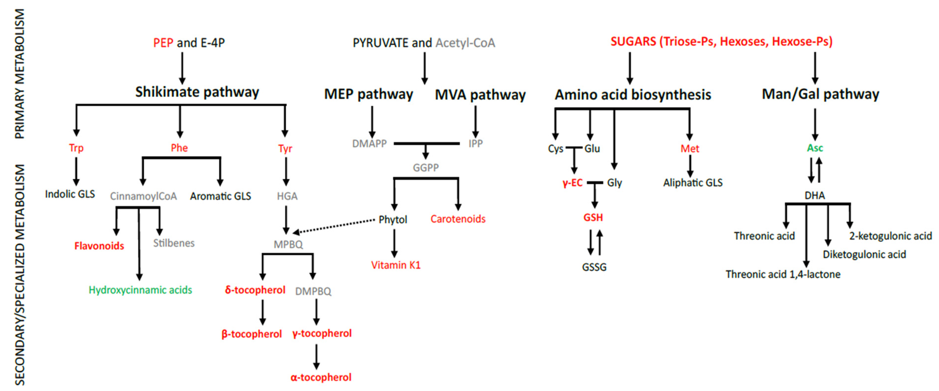 Antioxidants 11 02034 g005 Antioxidants 11 02034 g005