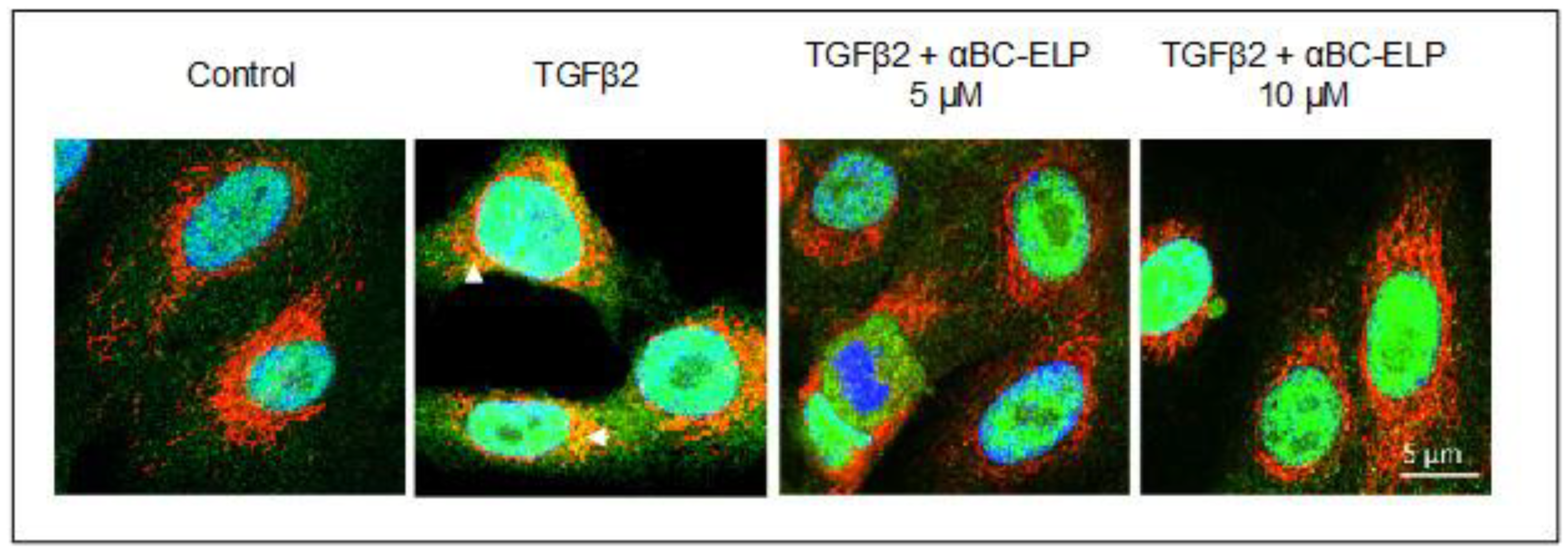 Antioxidants 11 02080 g004 Antioxidants 11 02080 g004
