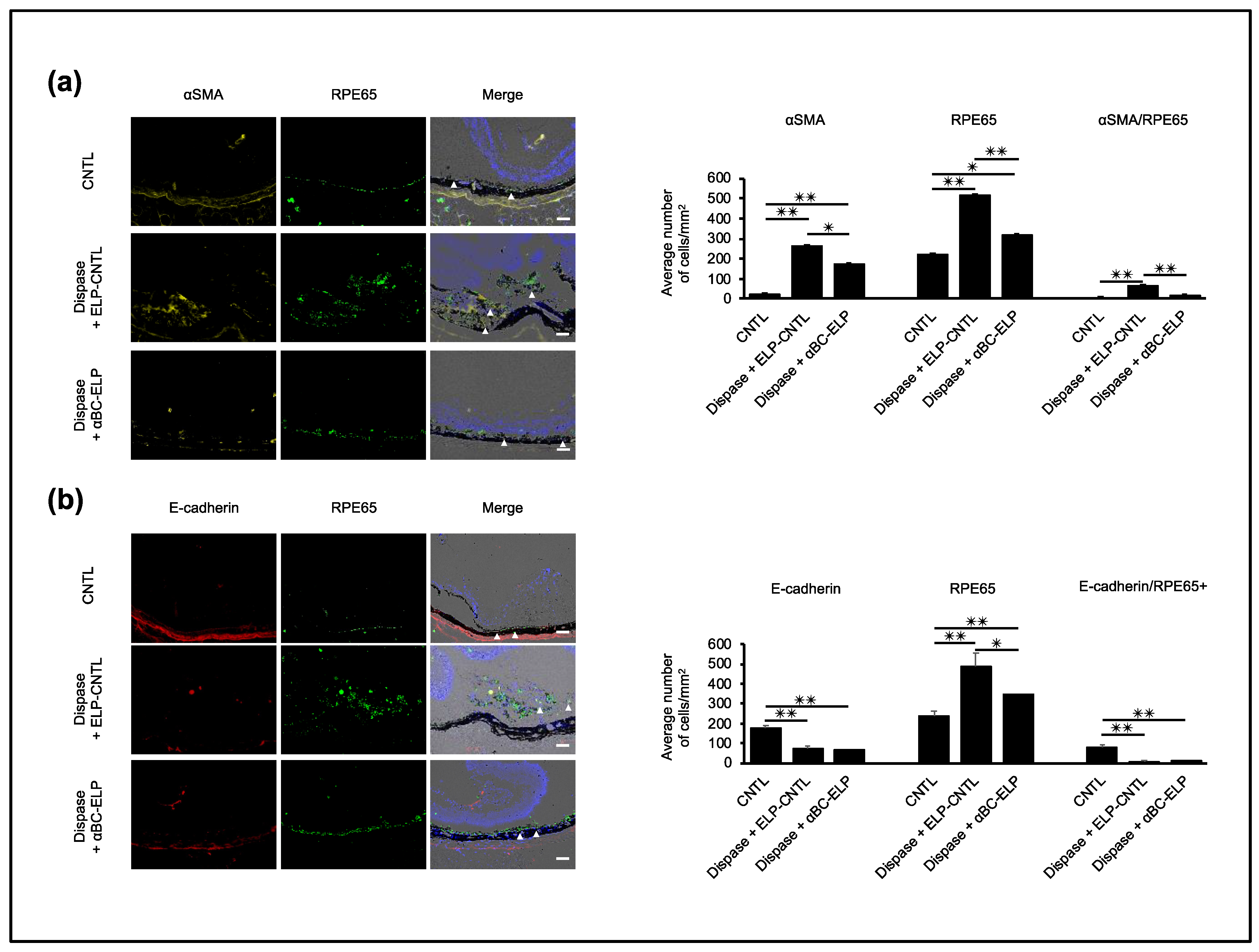 Antioxidants 11 02080 g010 Antioxidants 11 02080 g010