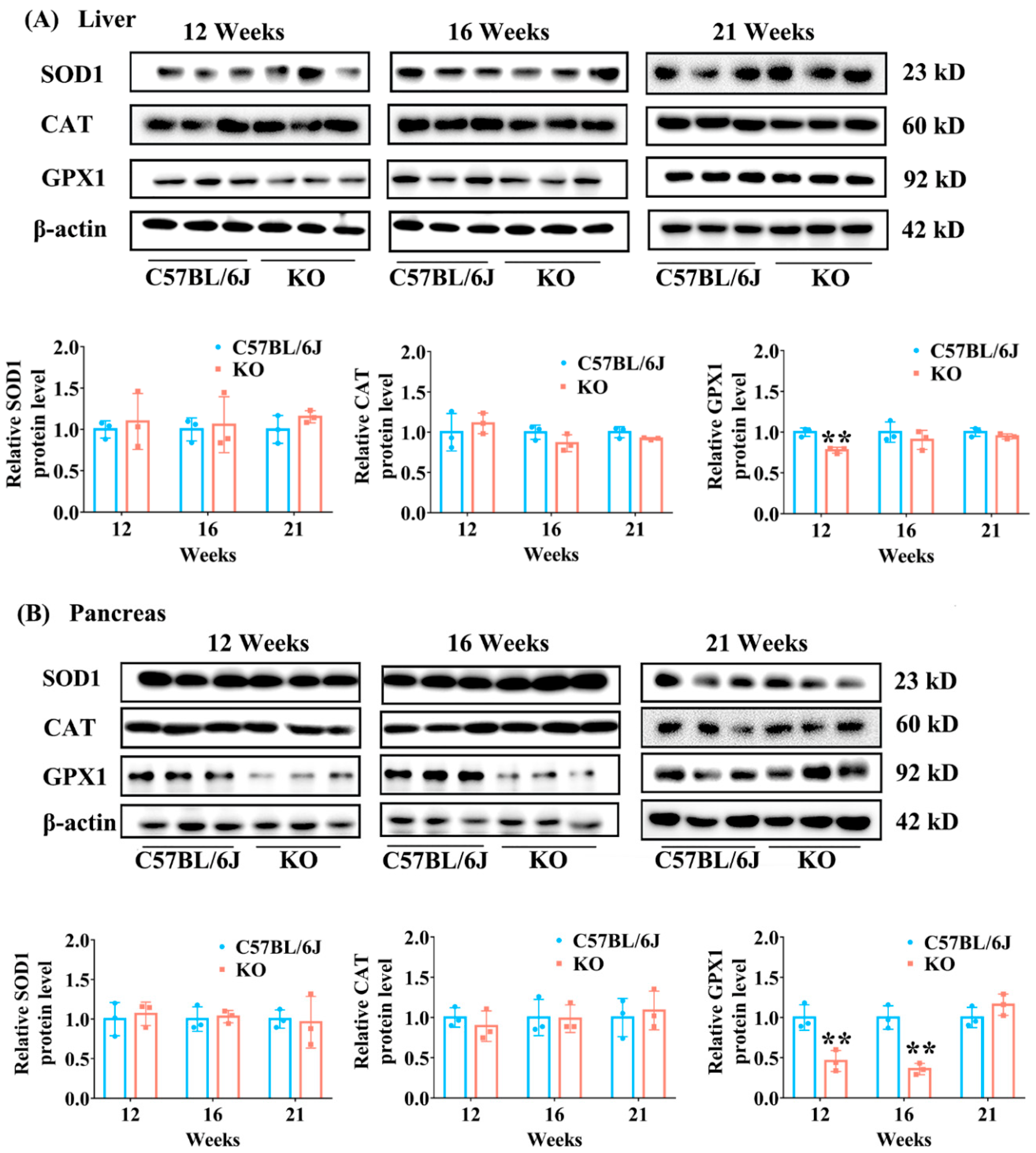 Antioxidants 11 02105 g007 Antioxidants 11 02105 g007