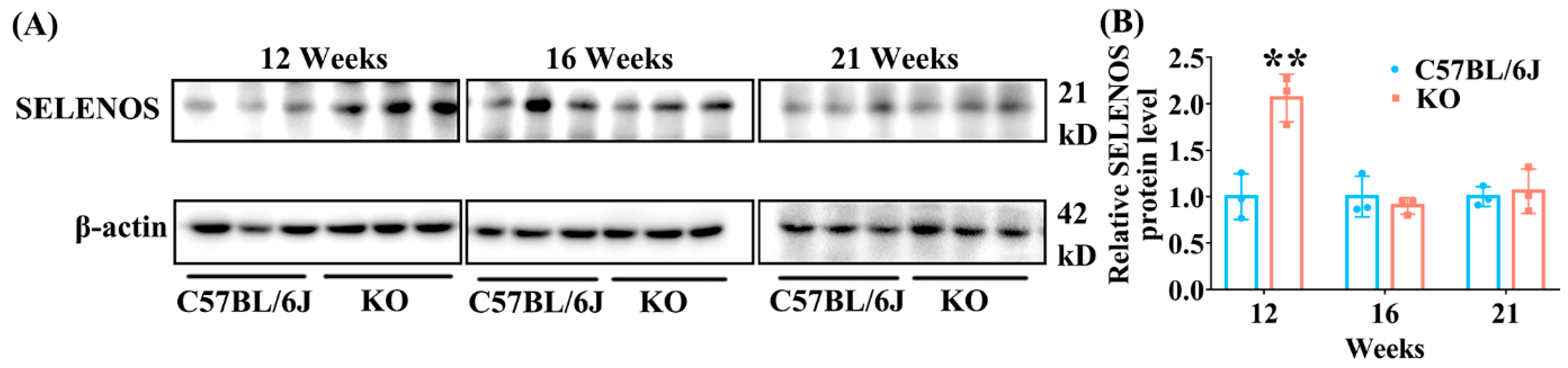 Antioxidants 11 02105 g008 Antioxidants 11 02105 g008