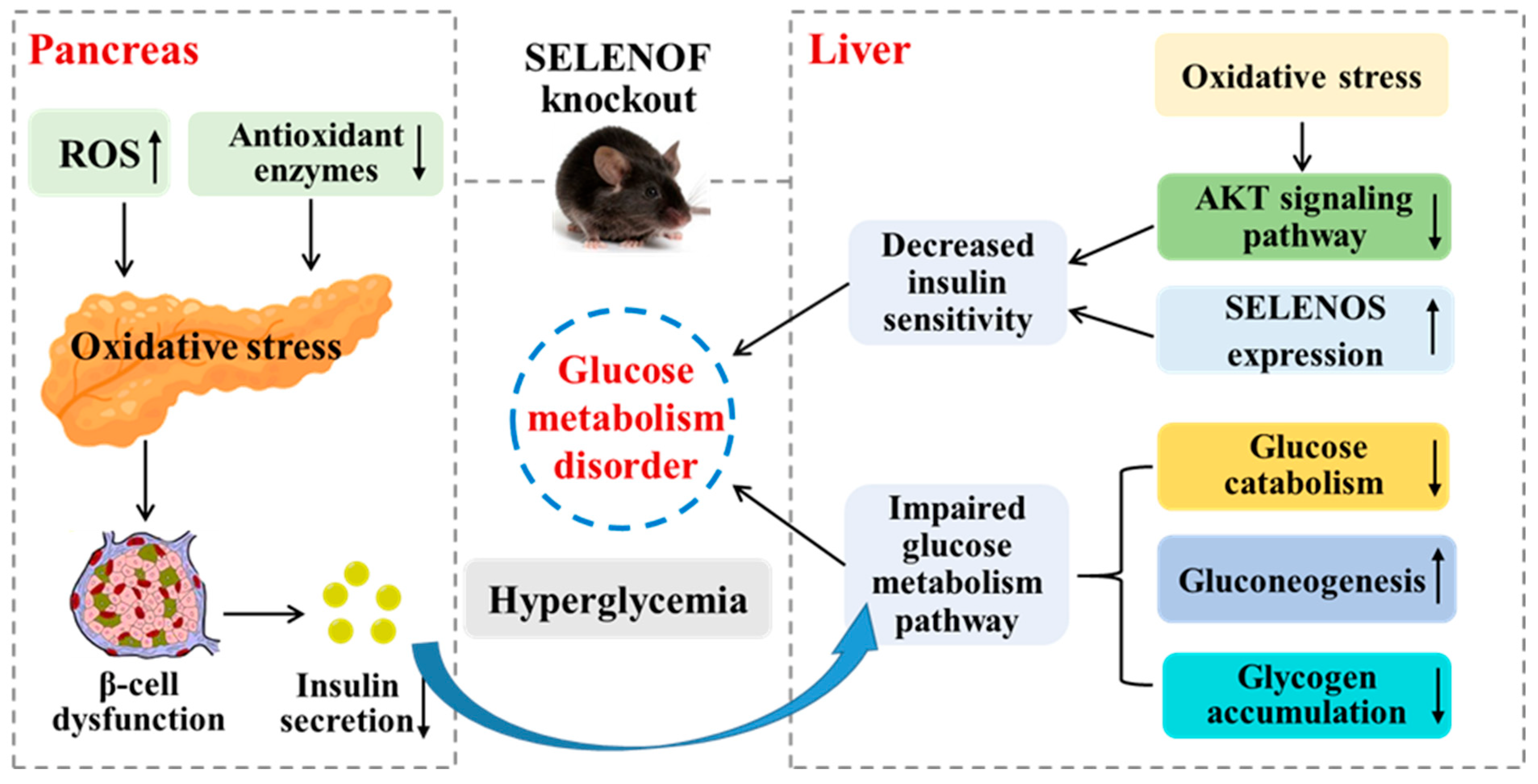Antioxidants 11 02105 g009 Antioxidants 11 02105 g009