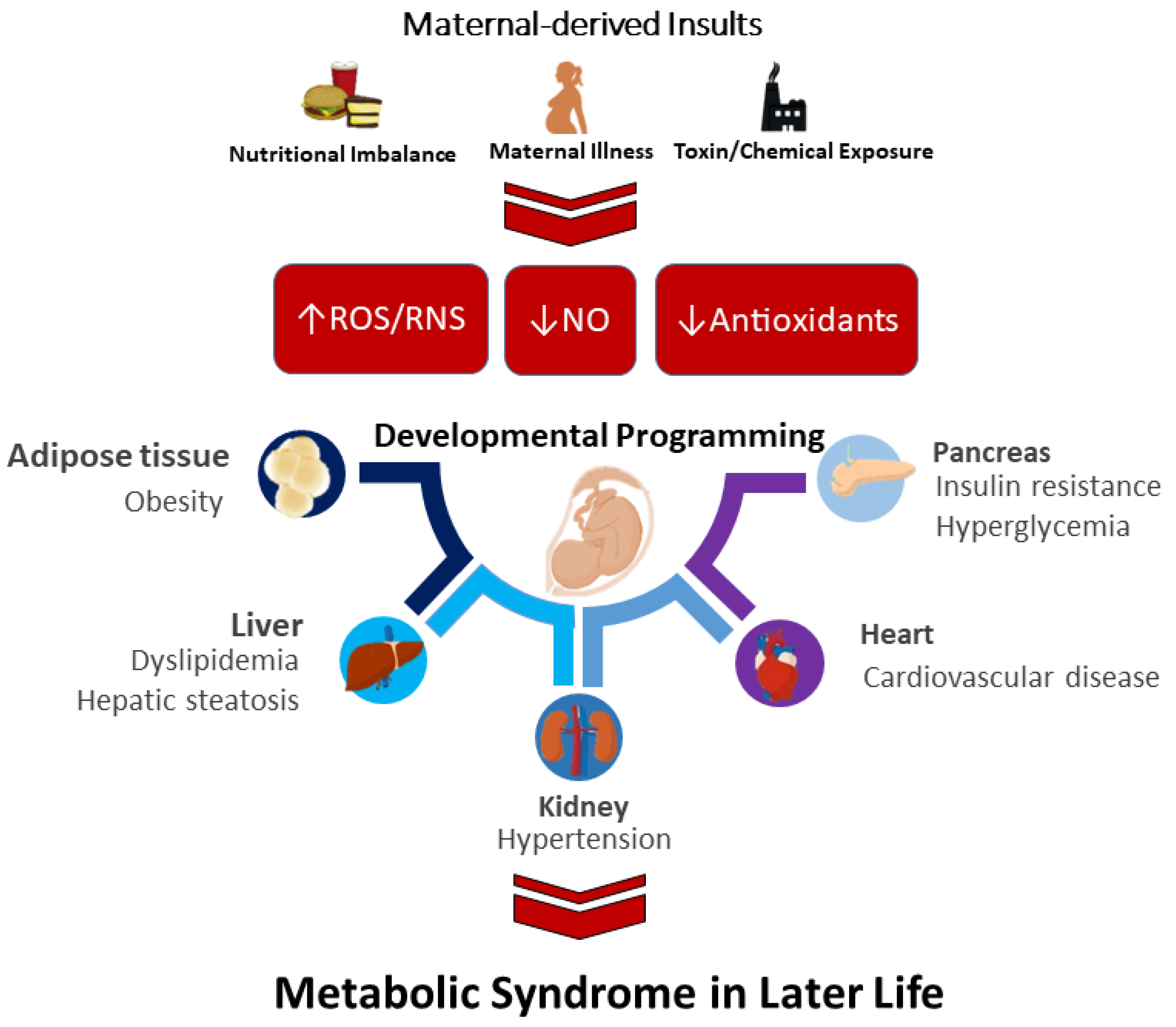 Antioxidants Free Full Text Metabolic Syndrome Programming and