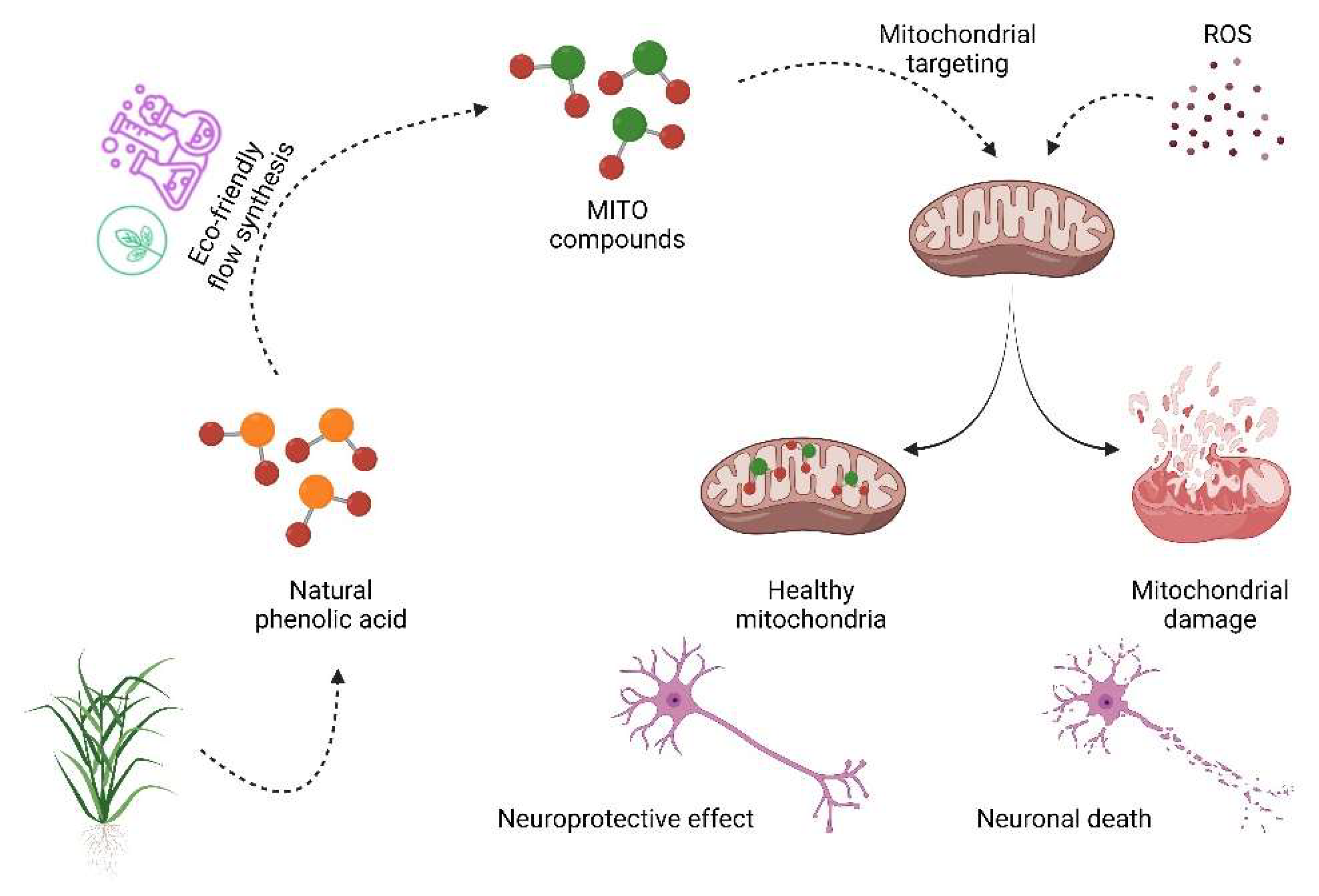 Antioxidants 11 02160 g005 Antioxidants 11 02160 g005