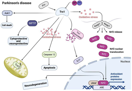 Antioxidants | Free Full-Text | The Role of the Thioredoxin System 