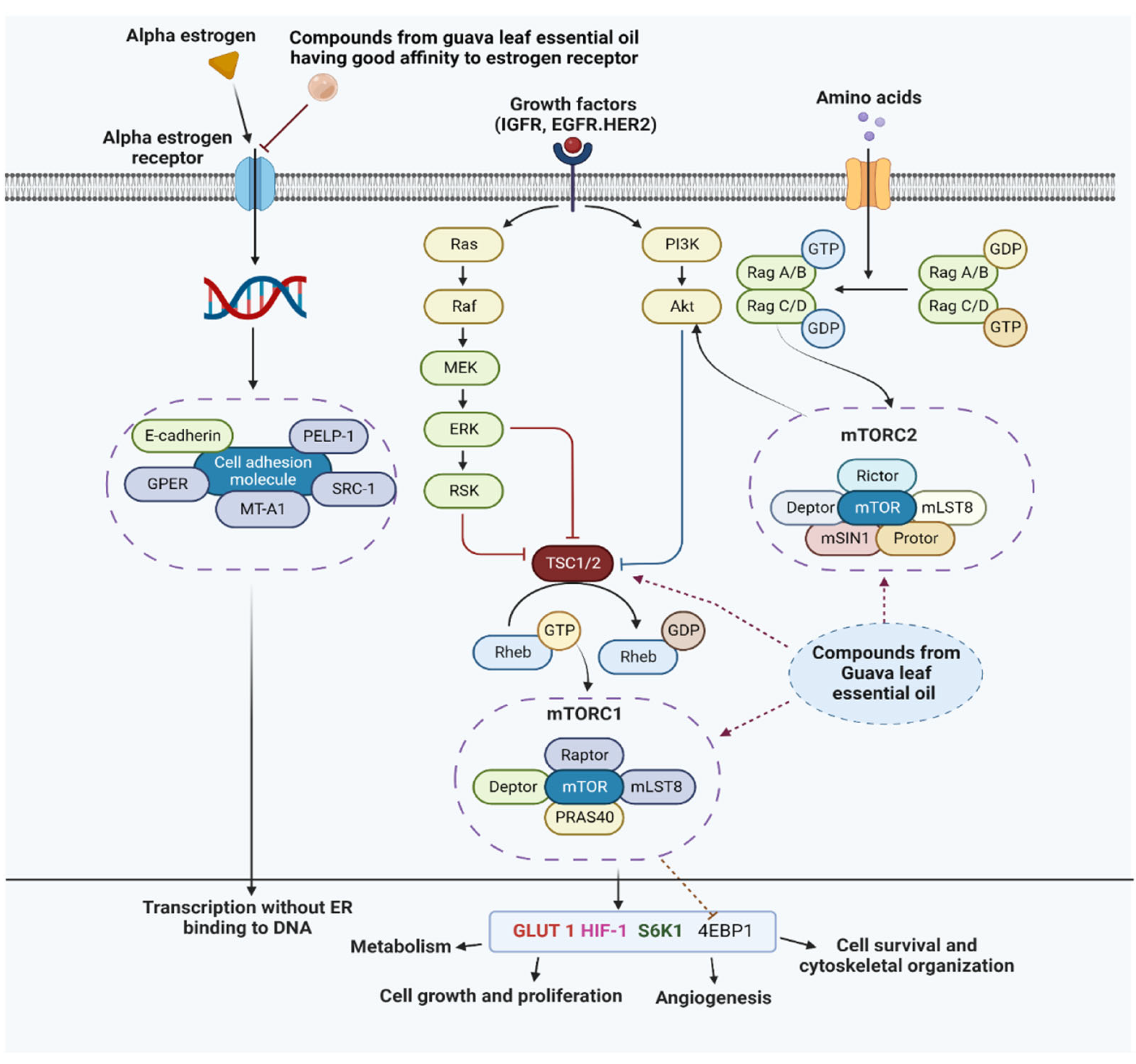 Antioxidants 11 02204 g007 Antioxidants 11 02204 g007