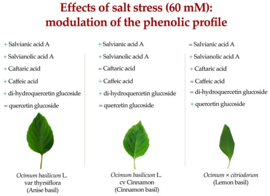 Antioxidants Free Full Text Morpho Physiological and