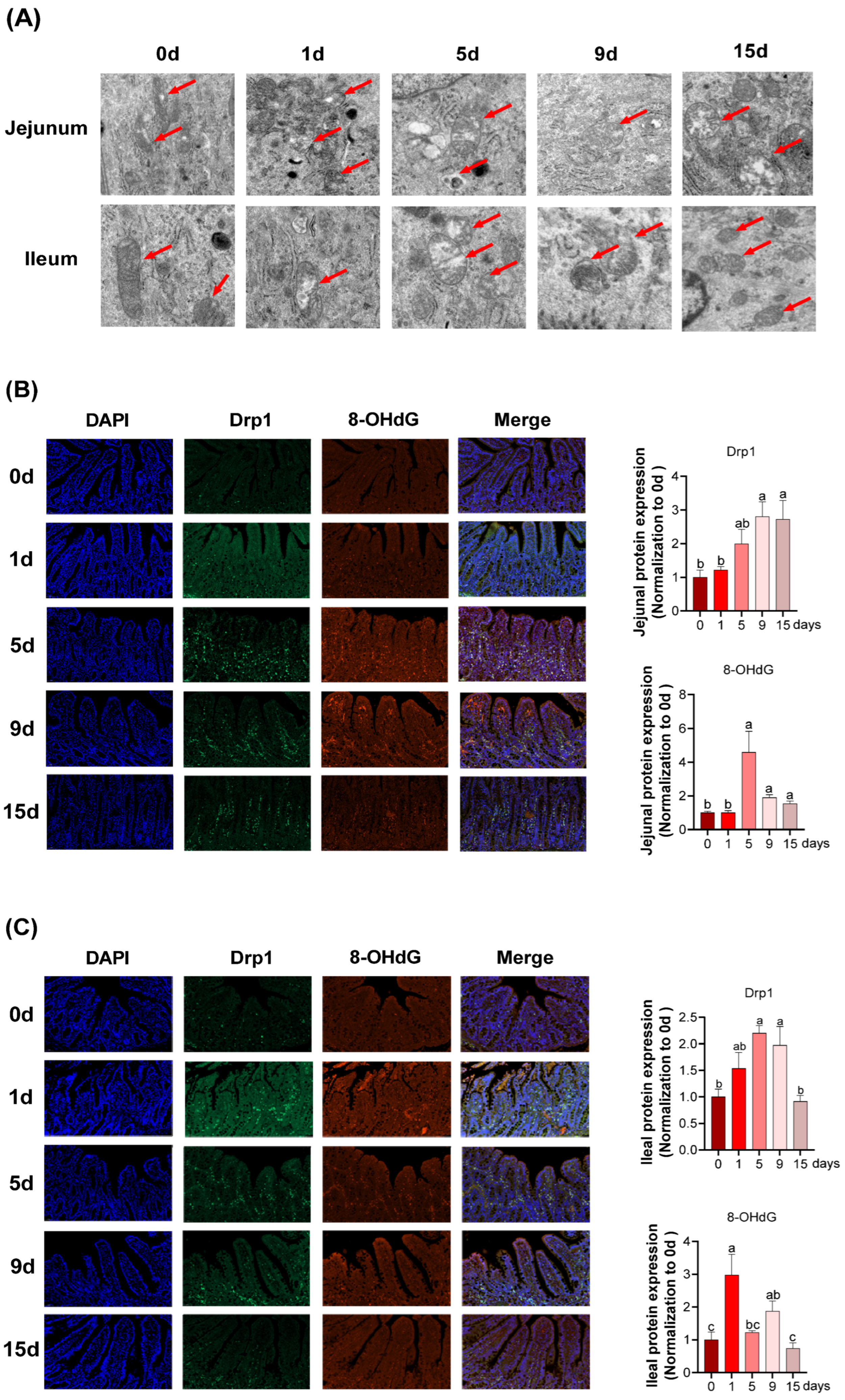 Antioxidants 11 02215 g005