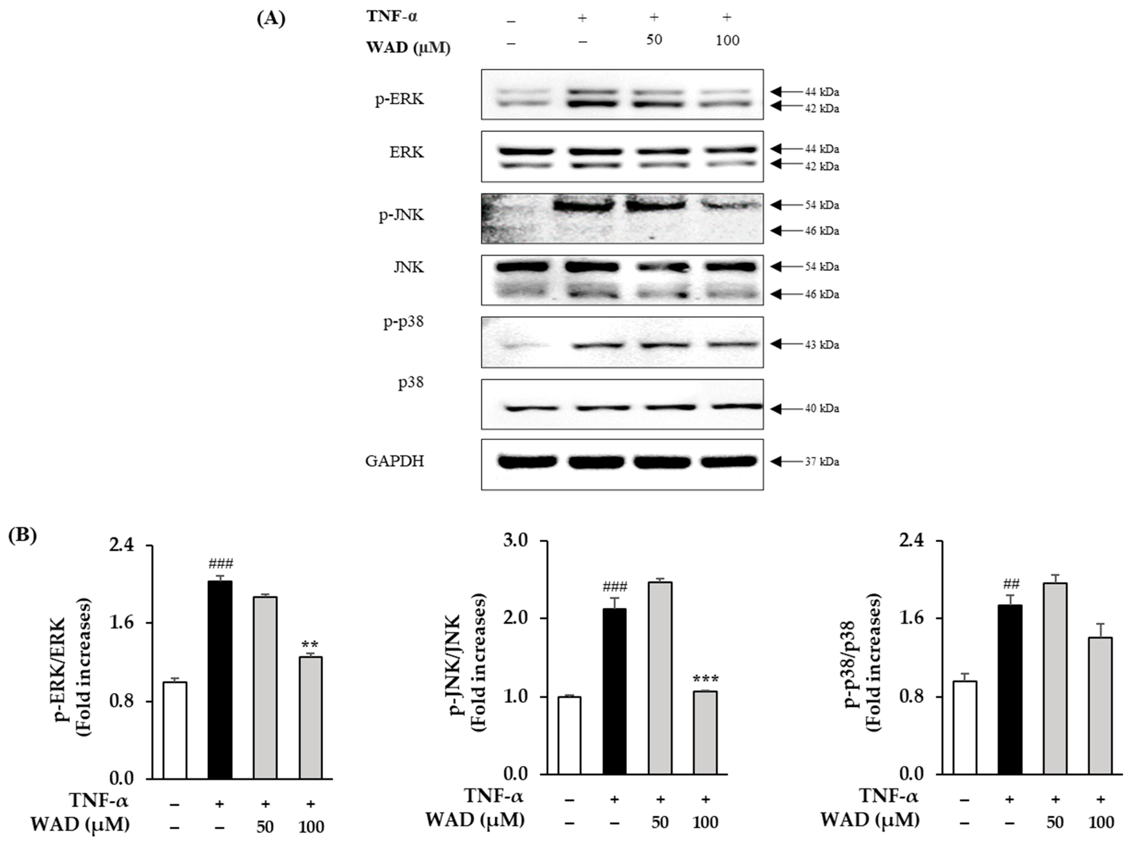 Antioxidants 11 02248 g005