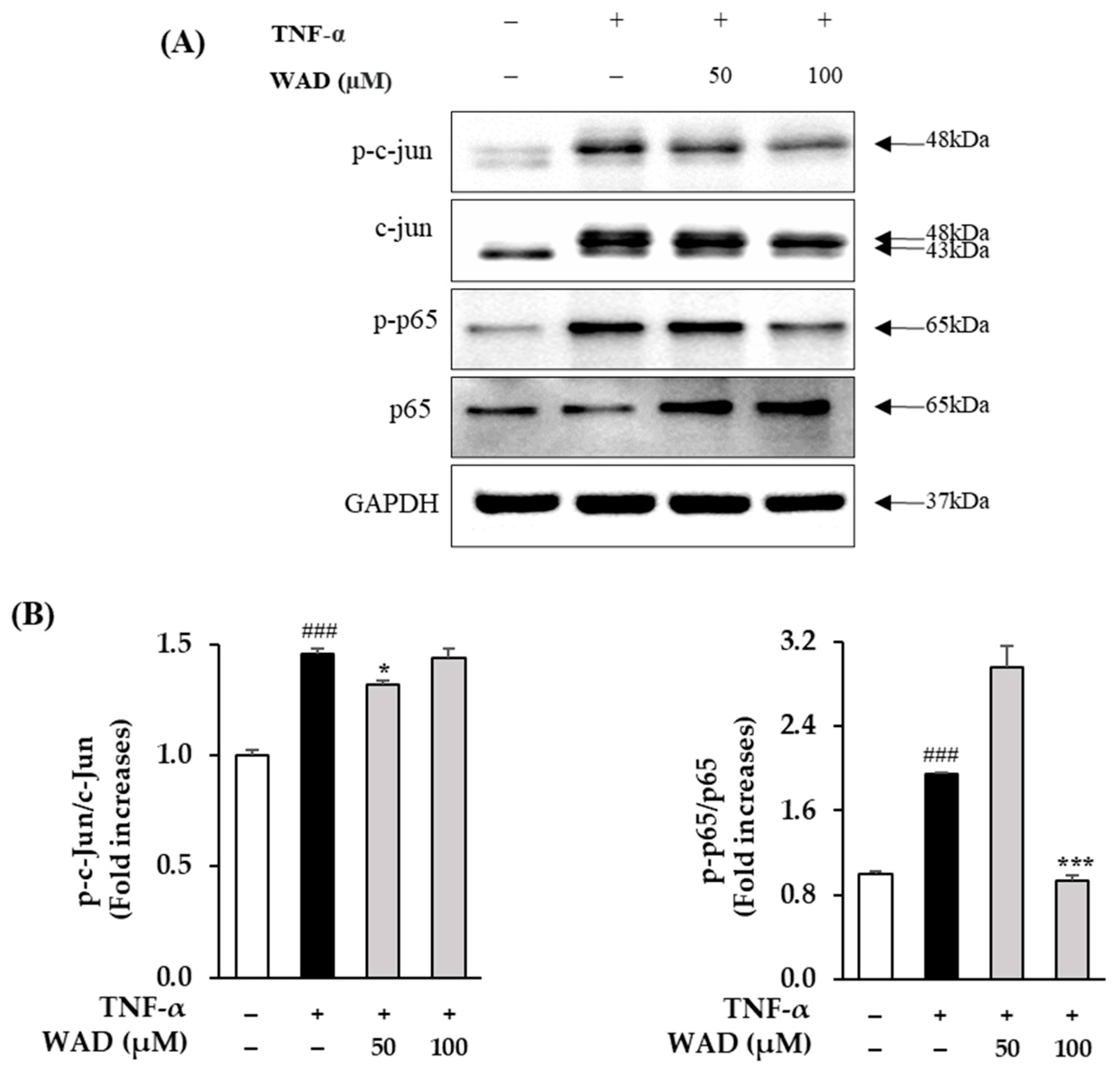 Antioxidants 11 02248 g006