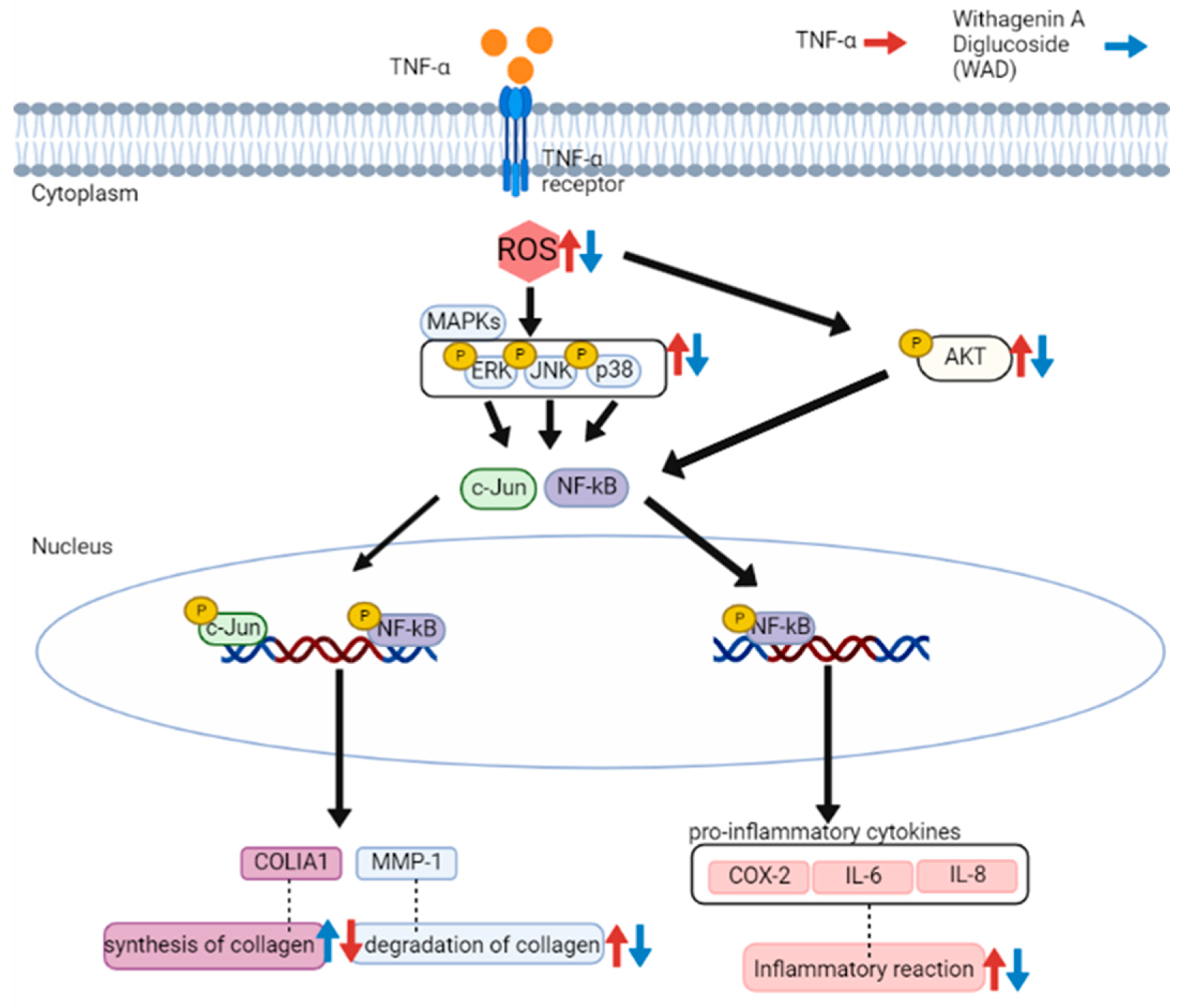 Antioxidants | Free Full-Text | Protective Effects of Withagenin A ...