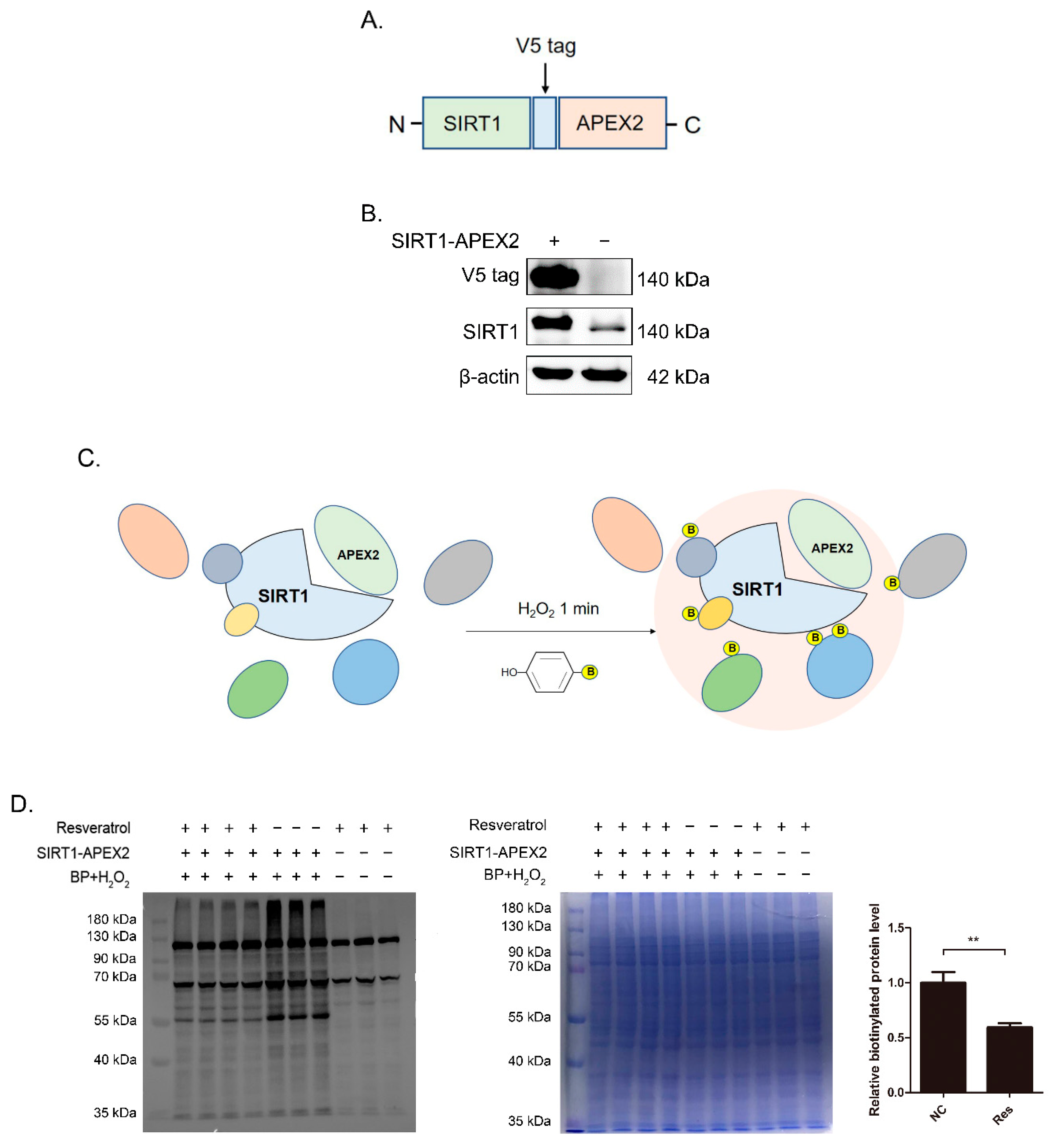 Antioxidants 11 02330 g001