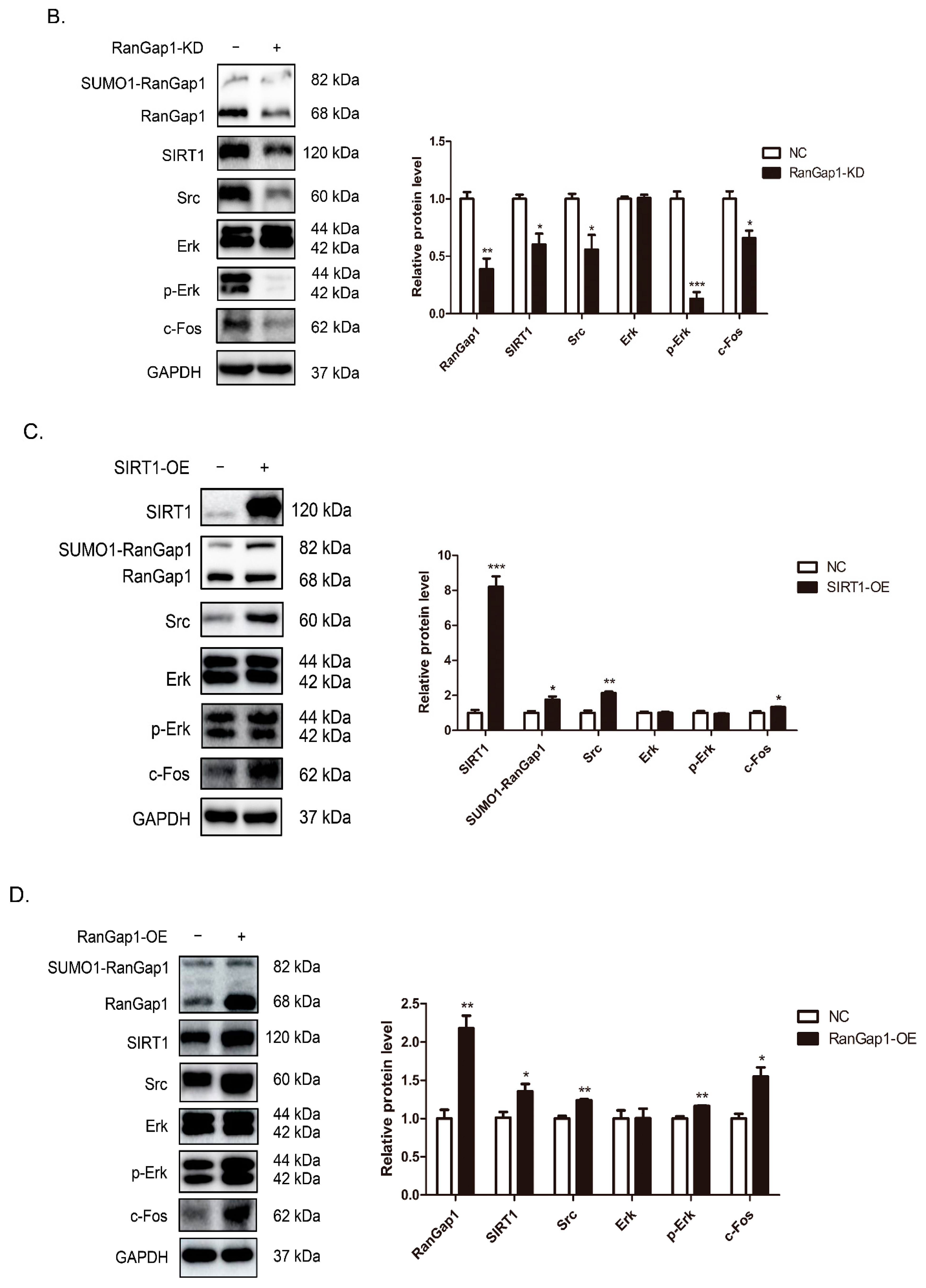 Antioxidants 11 02330 g006b