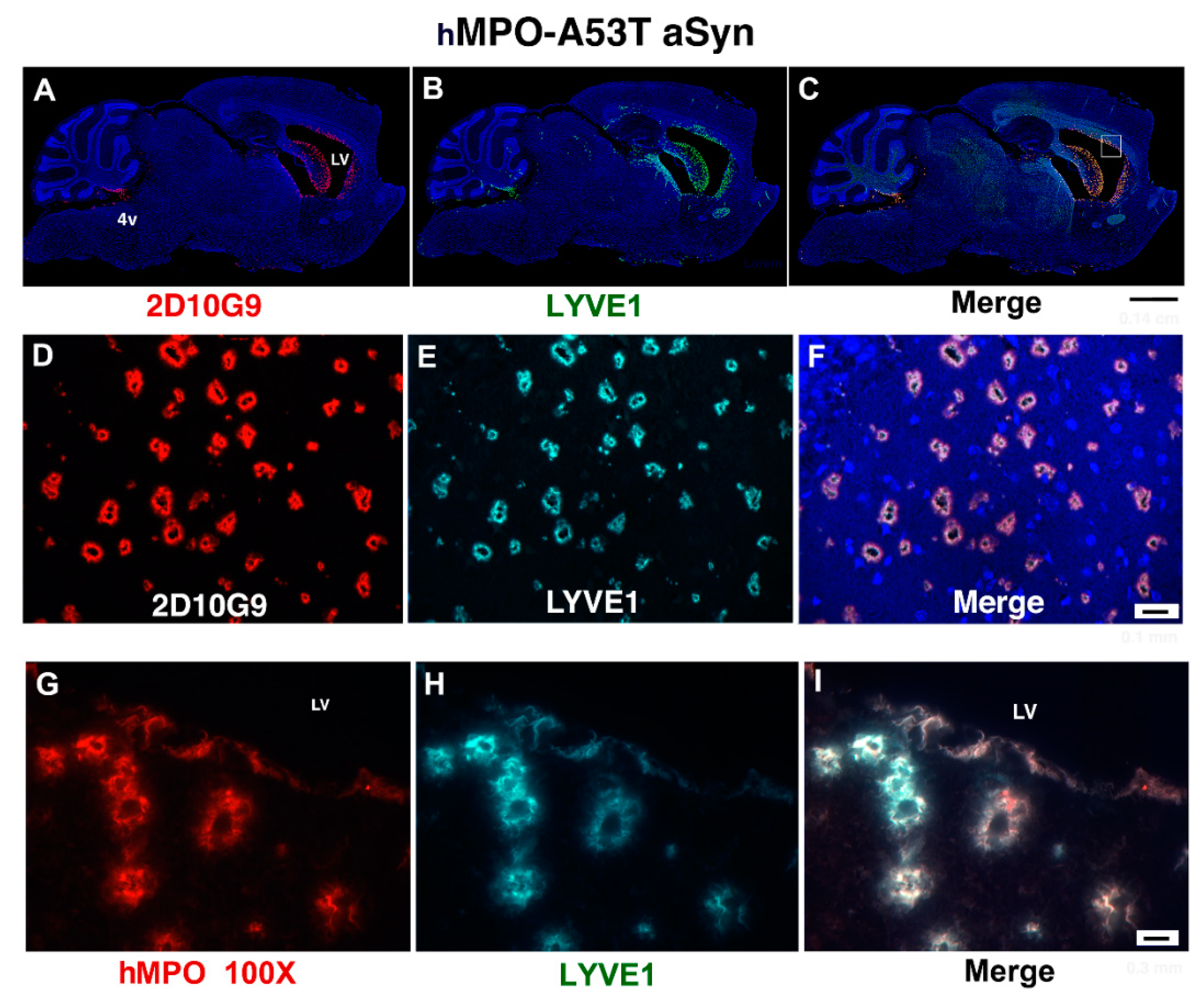 Antioxidants 11 02342 g002 Antioxidants 11 02342 g002