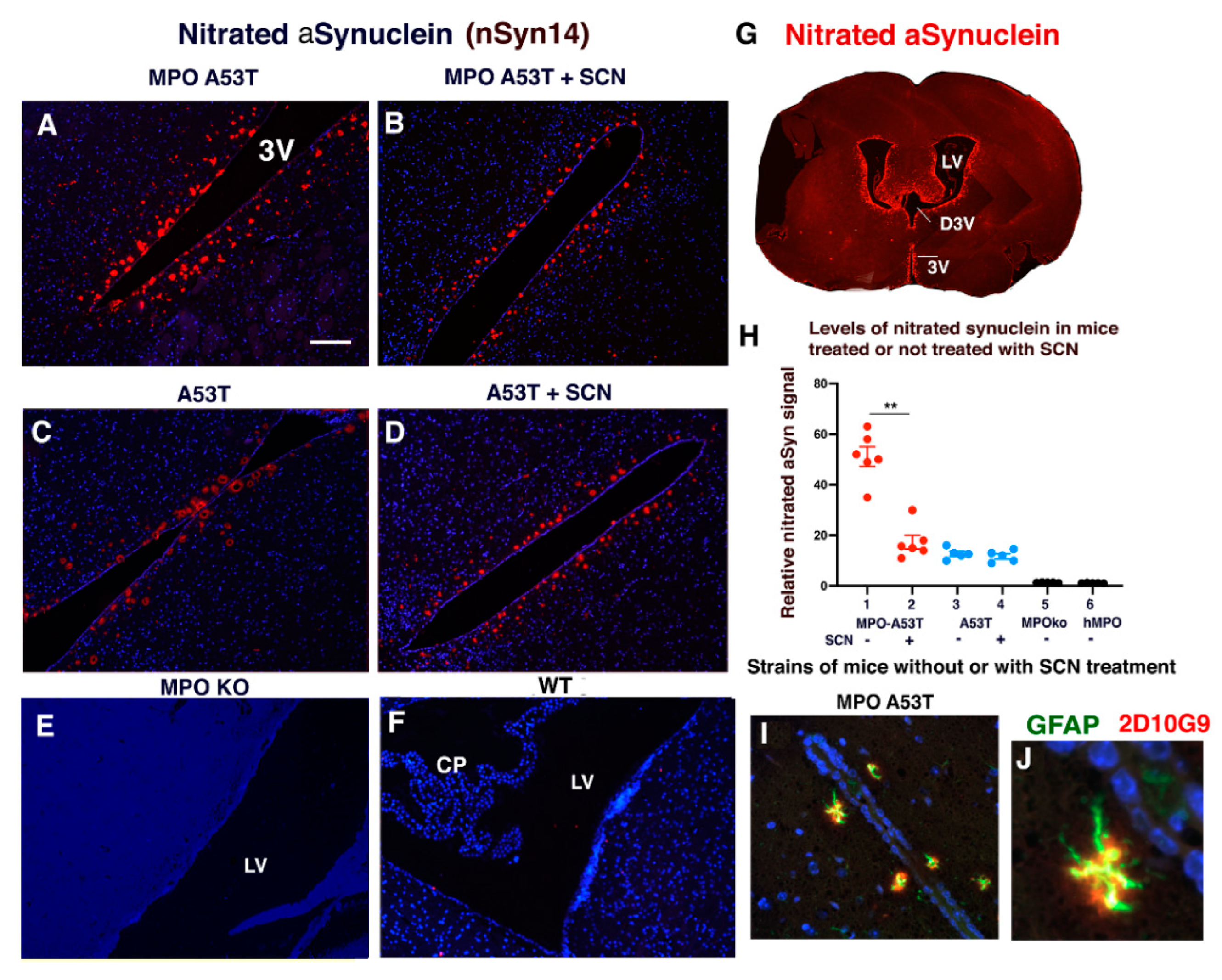 Antioxidants 11 02342 g004 Antioxidants 11 02342 g004