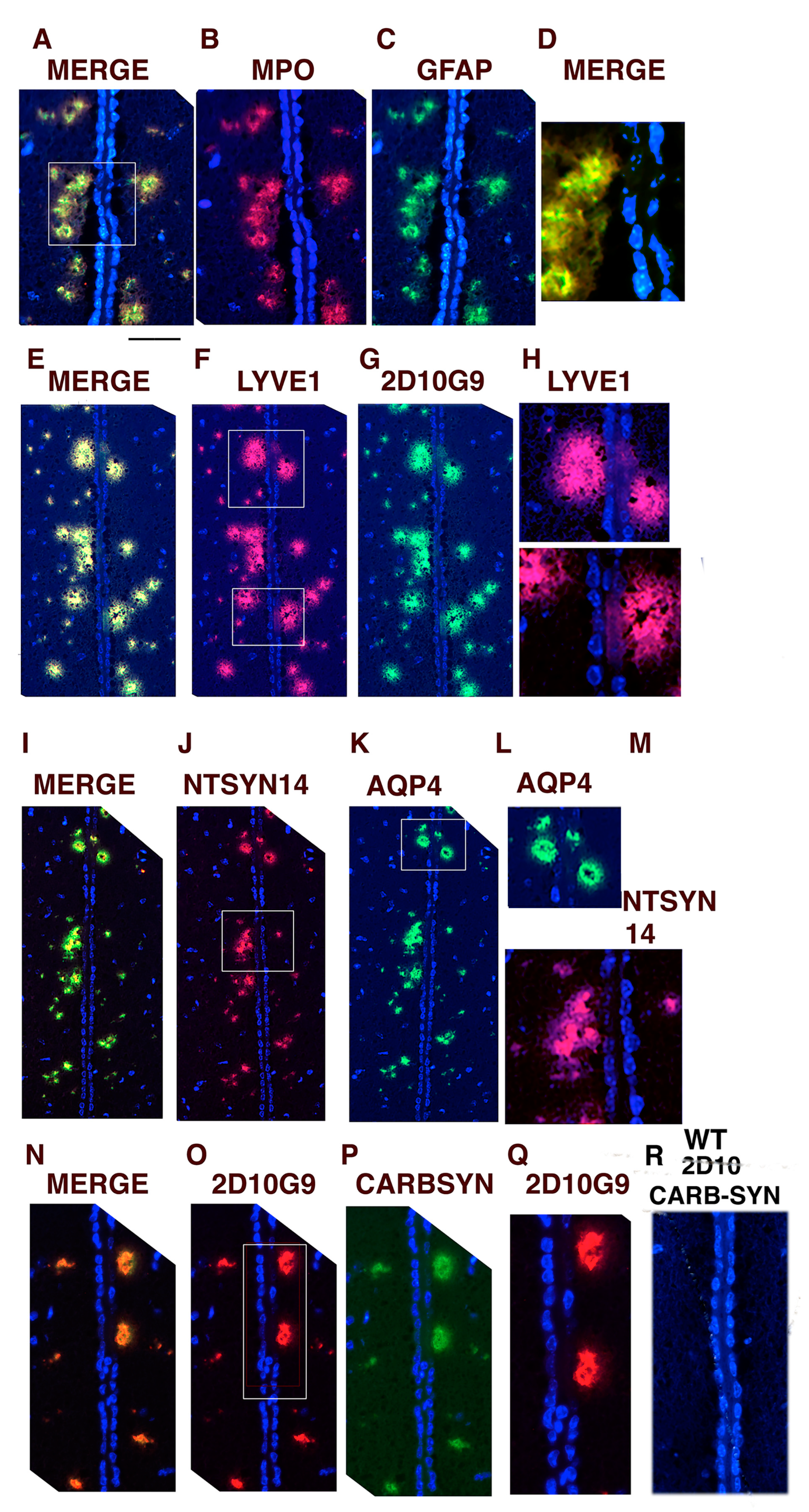 Antioxidants 11 02342 g005 Antioxidants 11 02342 g005