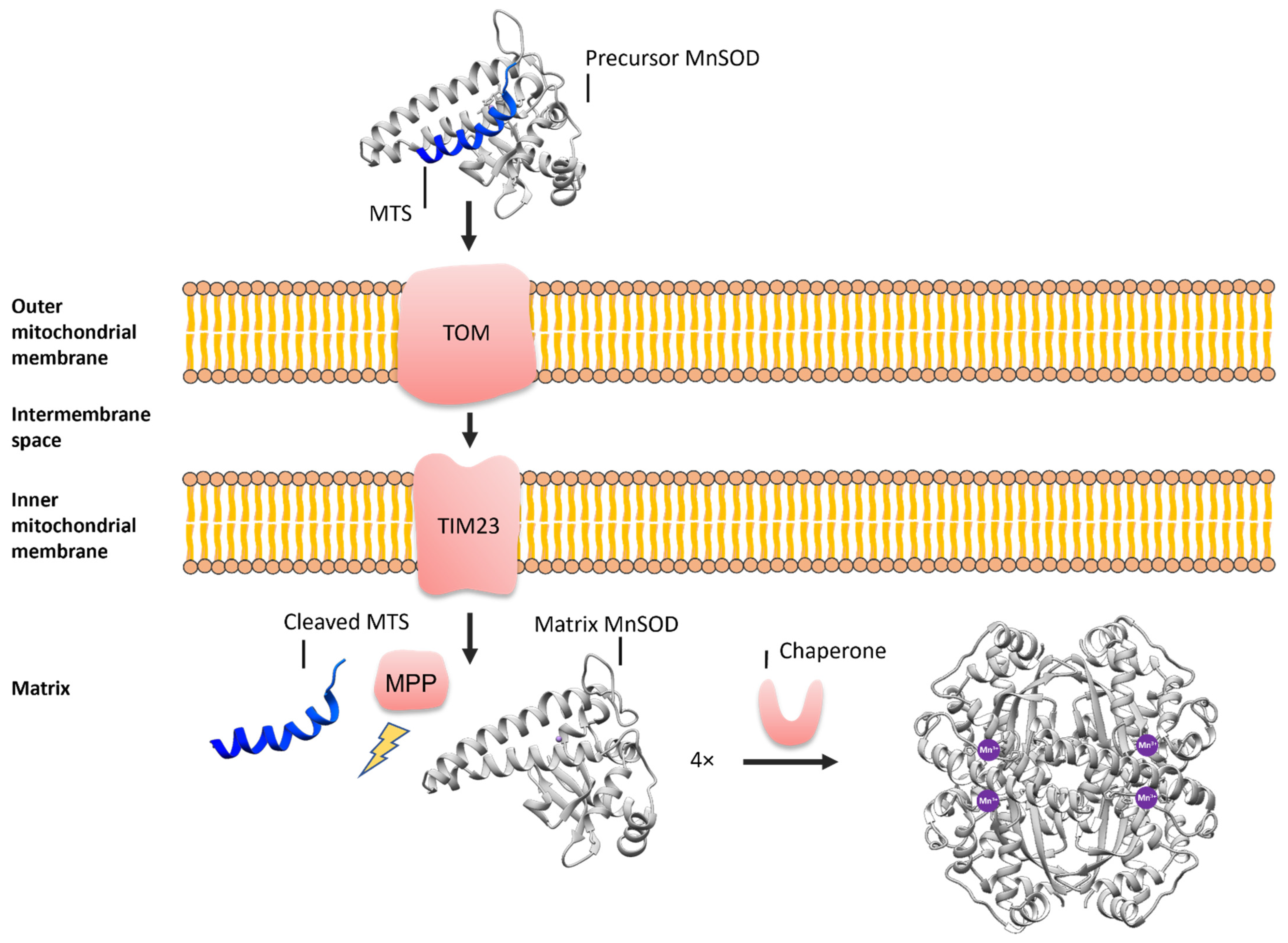 Antioxidants 11 02348 g001