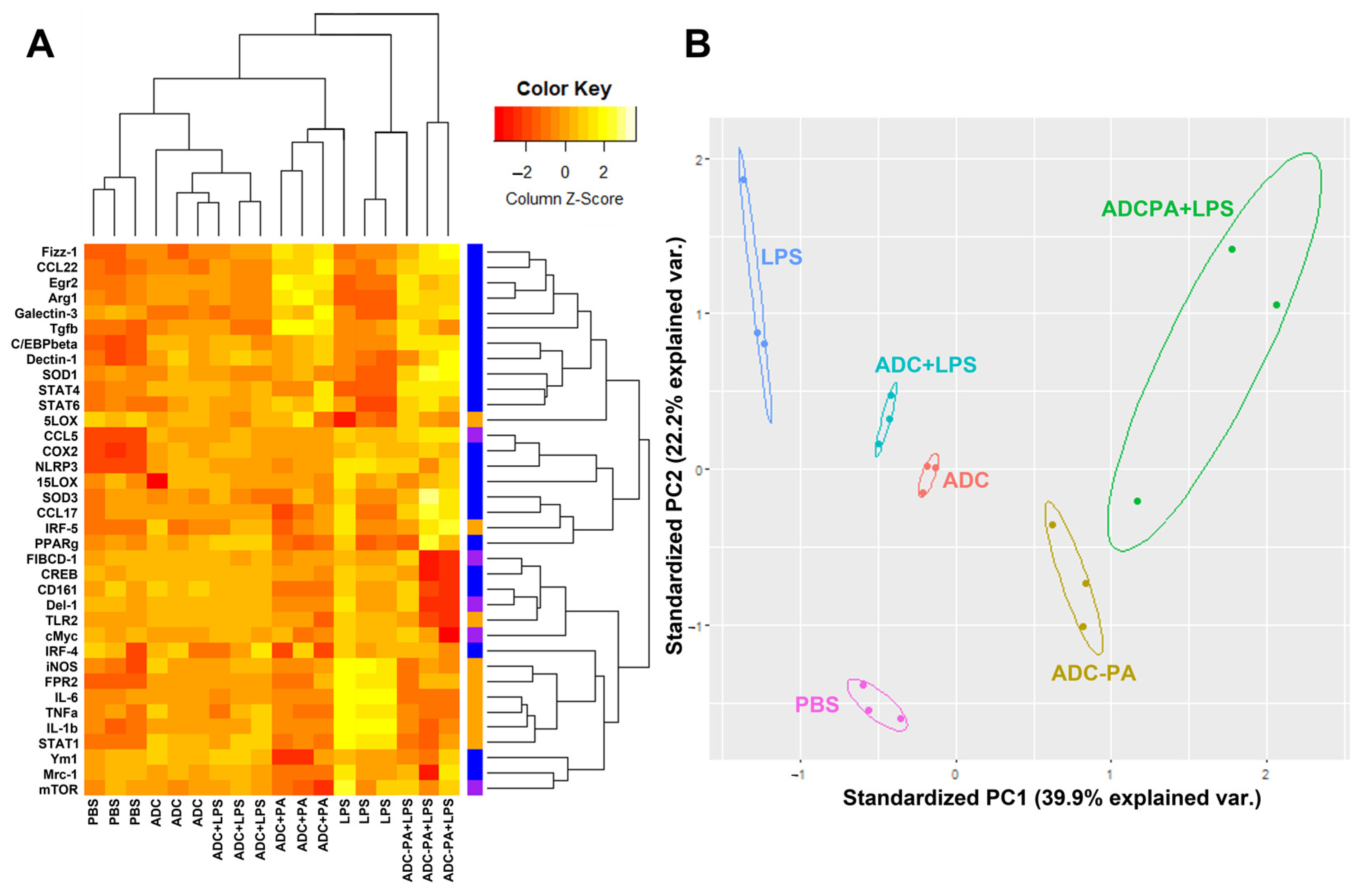 Antioxidants Free Full Text Balance Of Macrophage Activation By A Complex Coacervate Based 