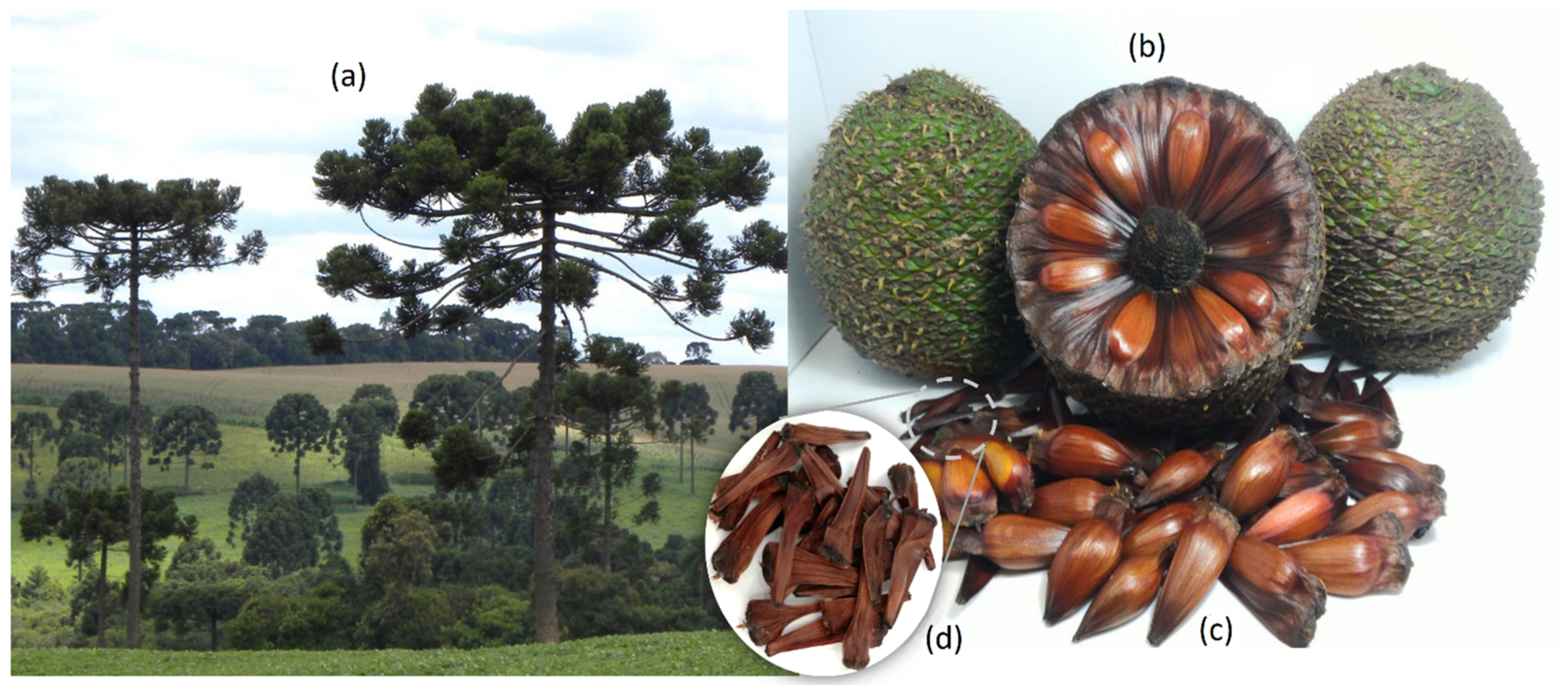 Masses of different root fractions of Araucaria angustifolia at the end