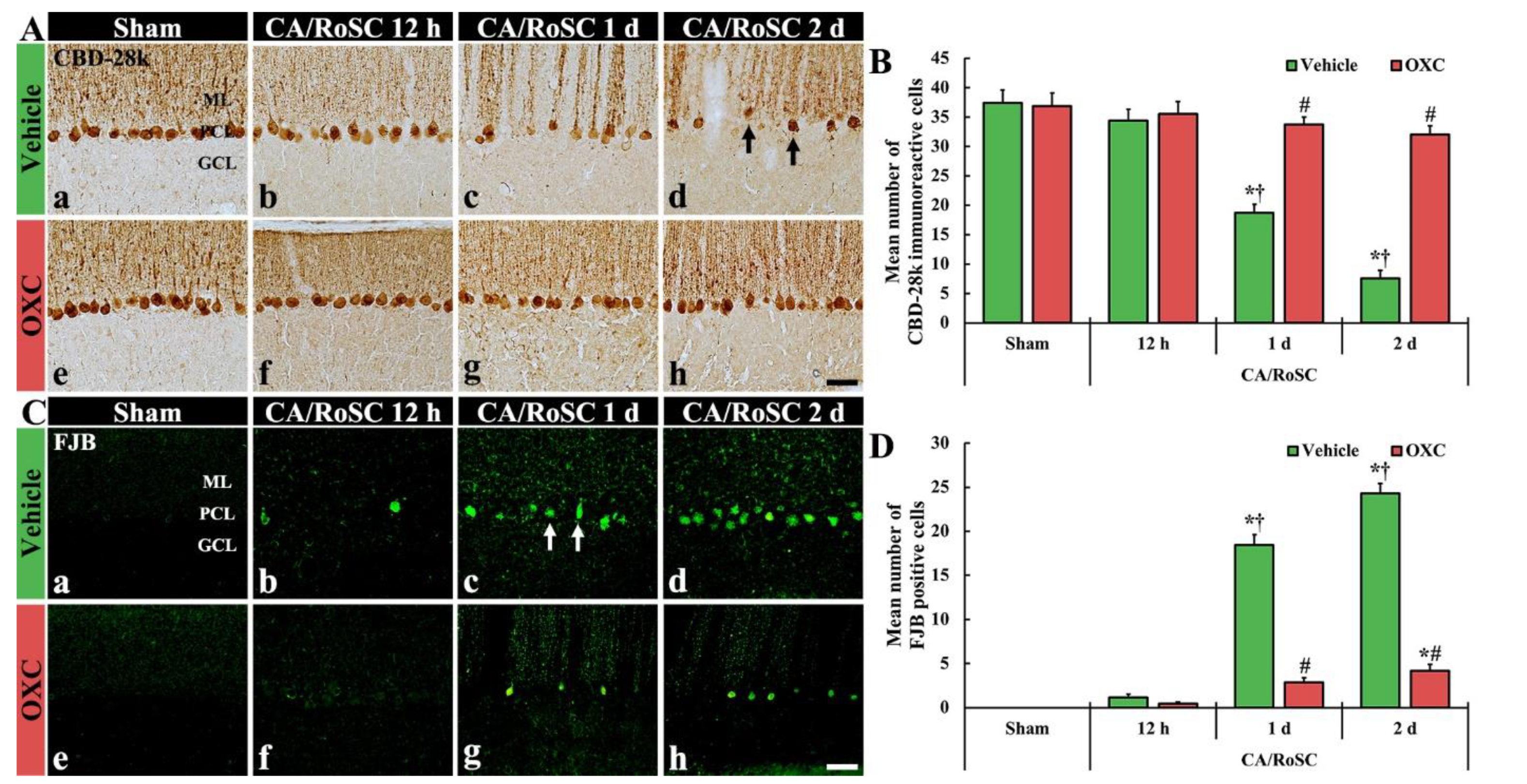 Antioxidants 11 02450 g003 Antioxidants 11 02450 g003