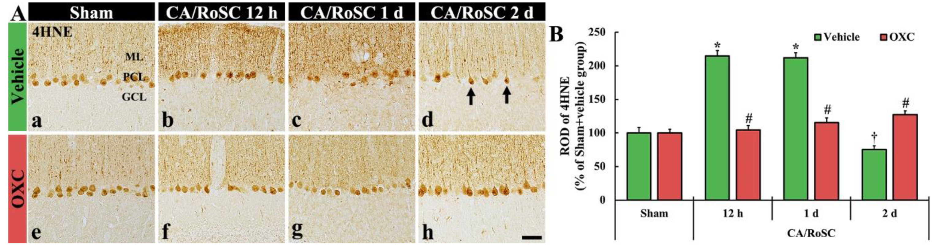 Antioxidants 11 02450 g004 Antioxidants 11 02450 g004