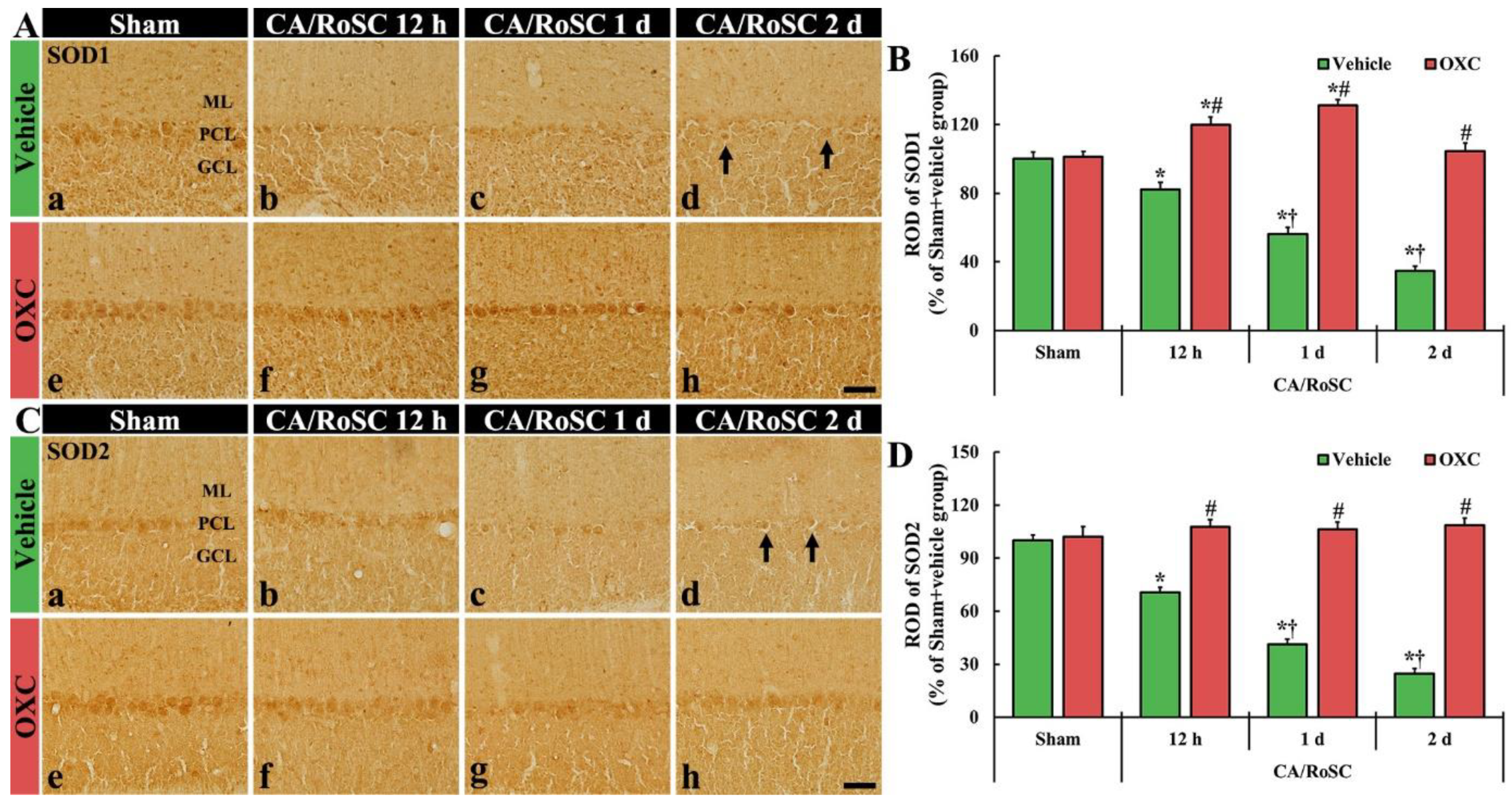 Antioxidants 11 02450 g005 Antioxidants 11 02450 g005