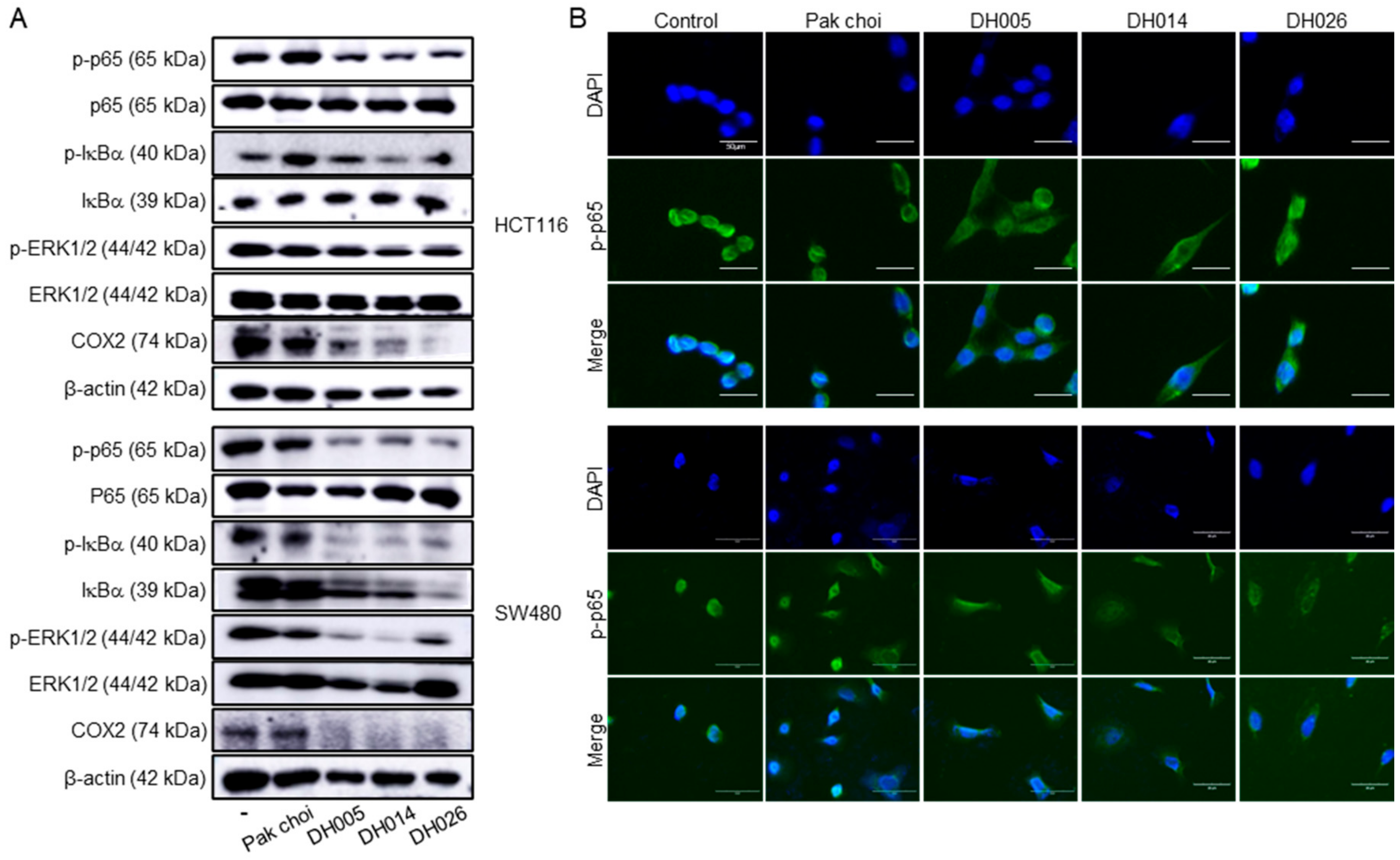 Antioxidants 11 02463 g006
