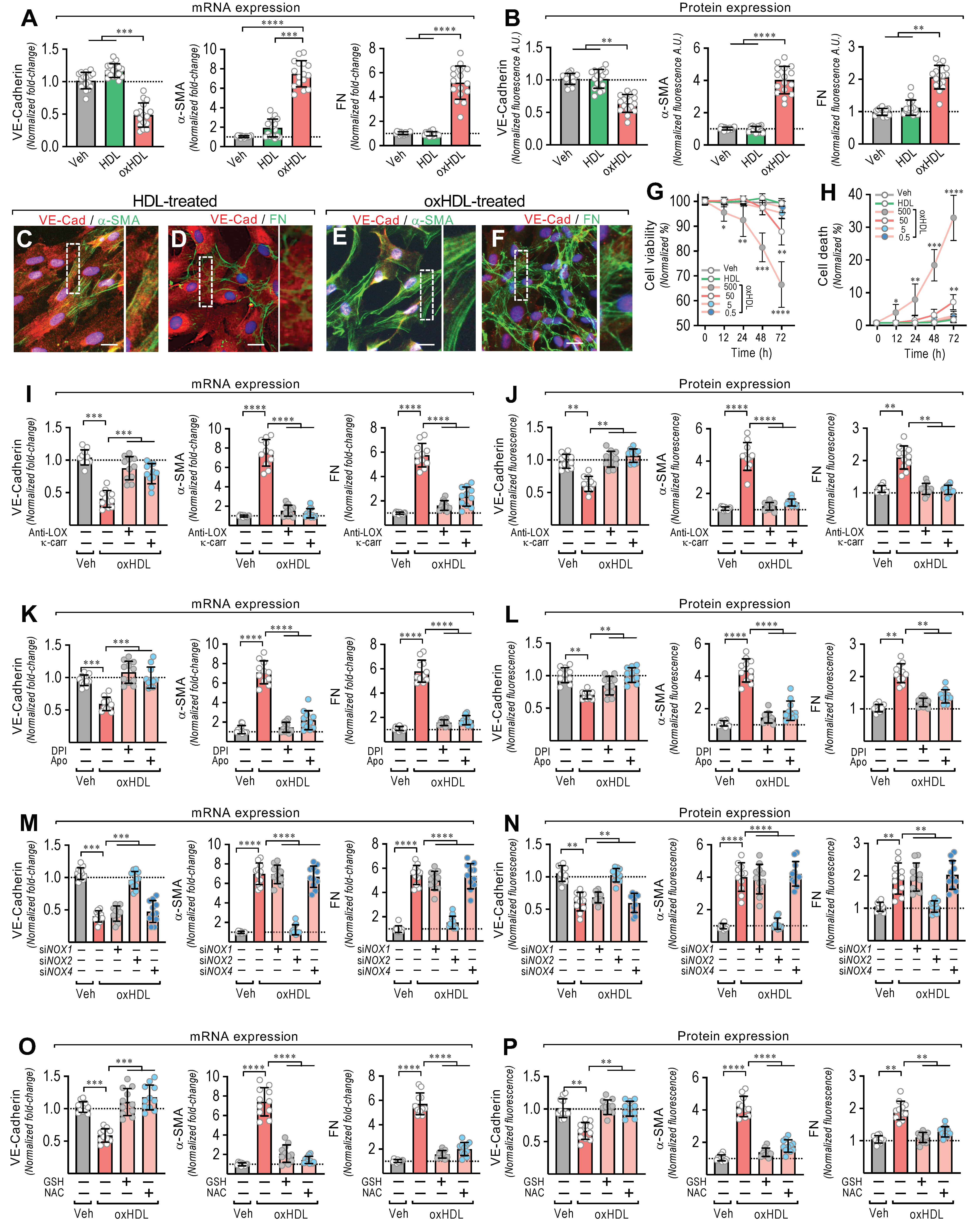 Antioxidants 11 02469 g001